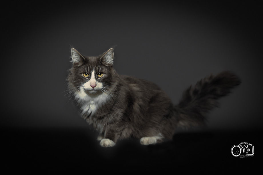 ICH. EDDY DE PATRUSCATS*PT