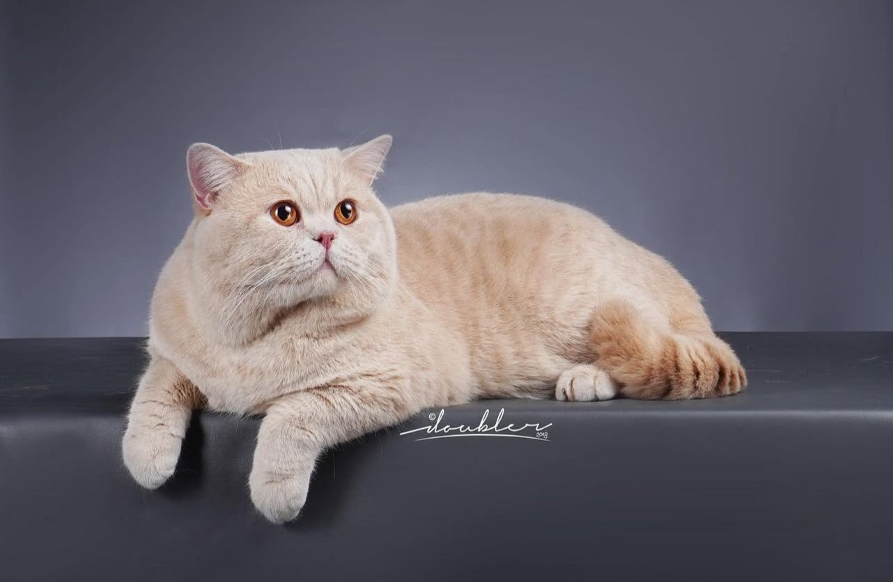 CH. Finn Falcon Solid Kingdom of Ginger's