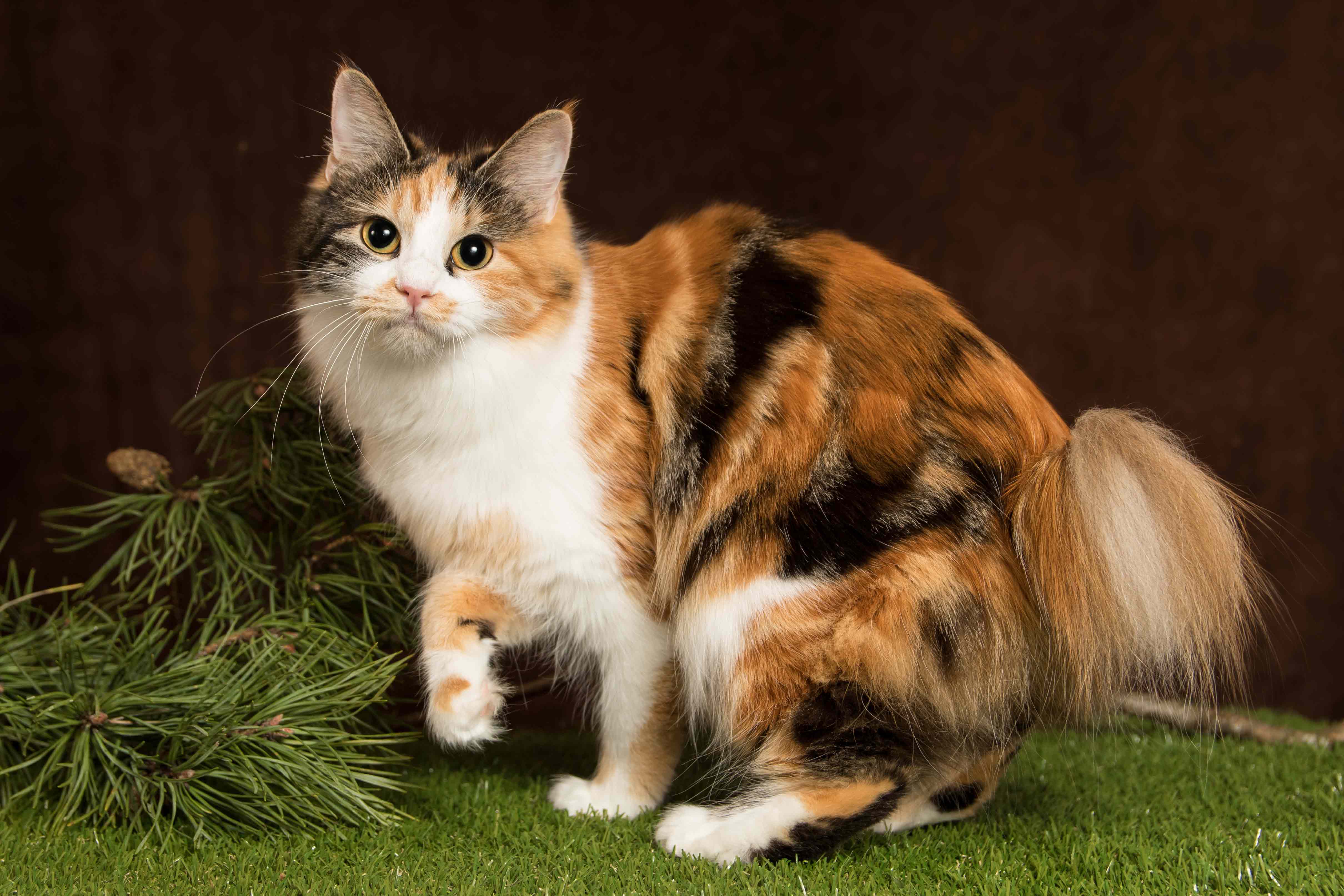 DANIELA WILDAMBERTAIL