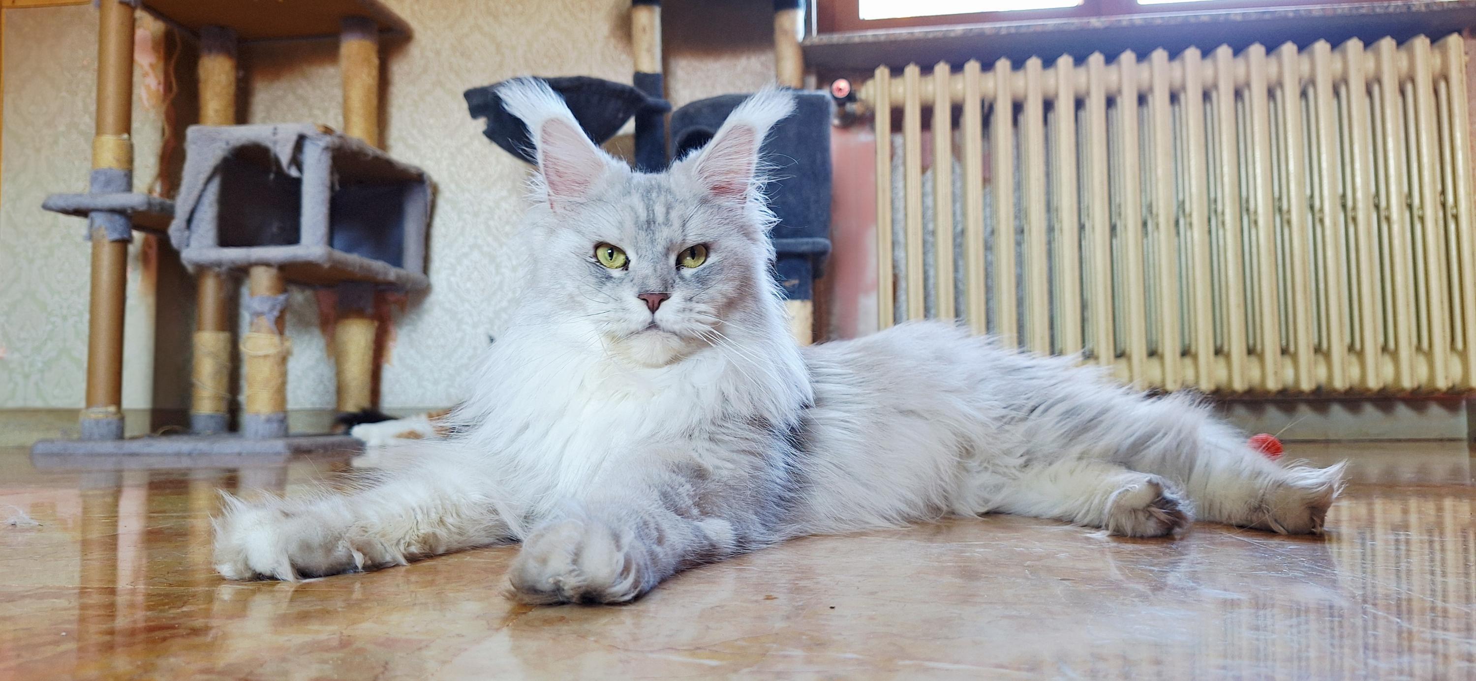 Lynx Blue Pearl Occhi Dorati