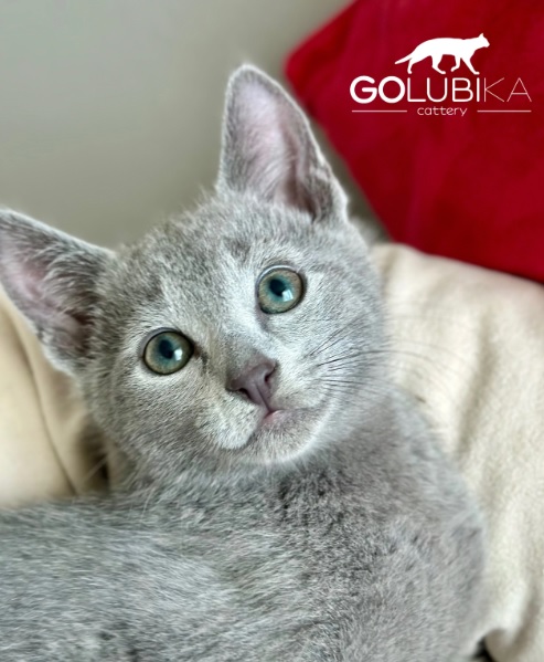 Golubika Aamos