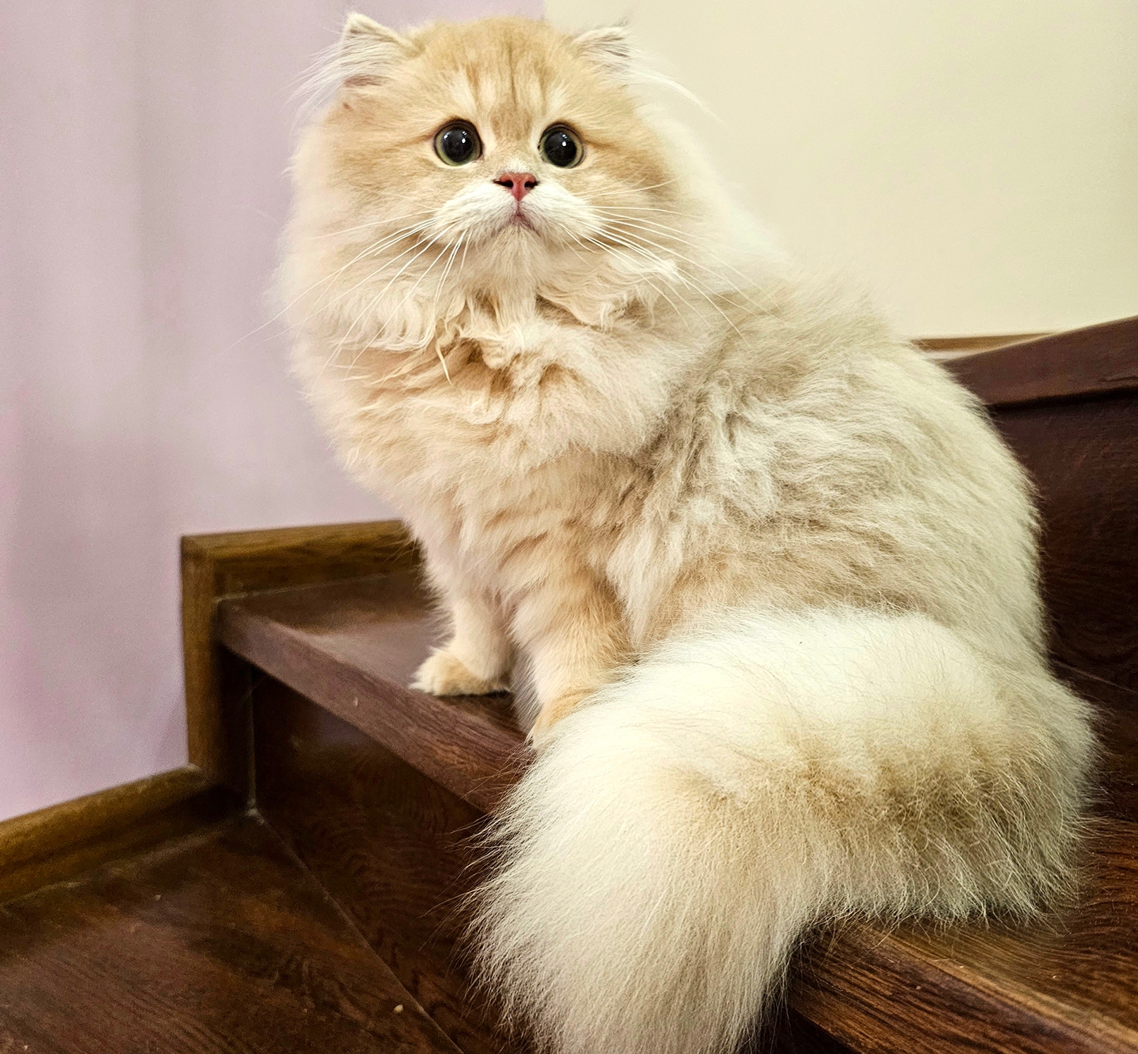 JCH. Dolce Absolu ANGELA