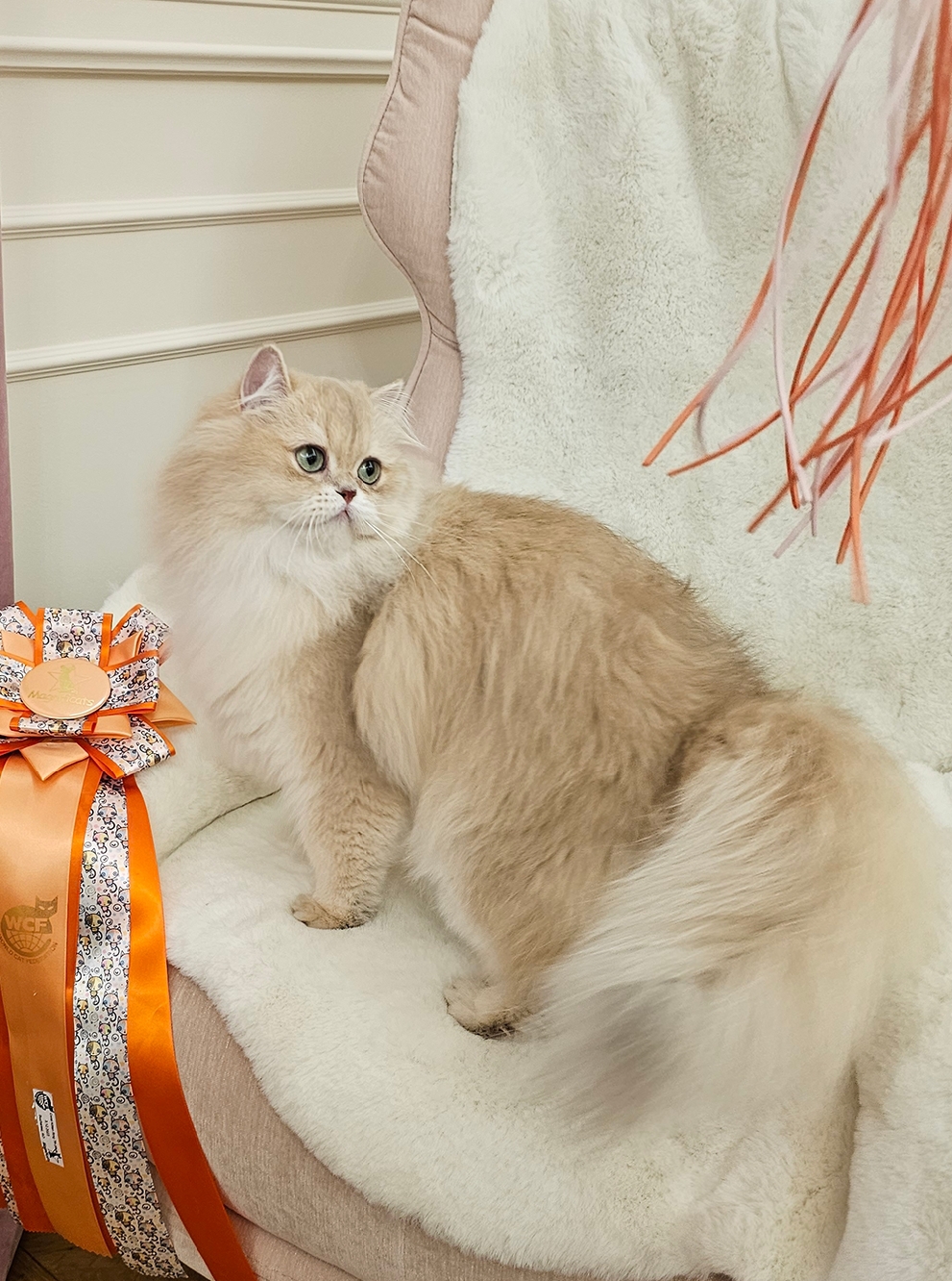 CH. Gentle Fuzzies Golden Jewel