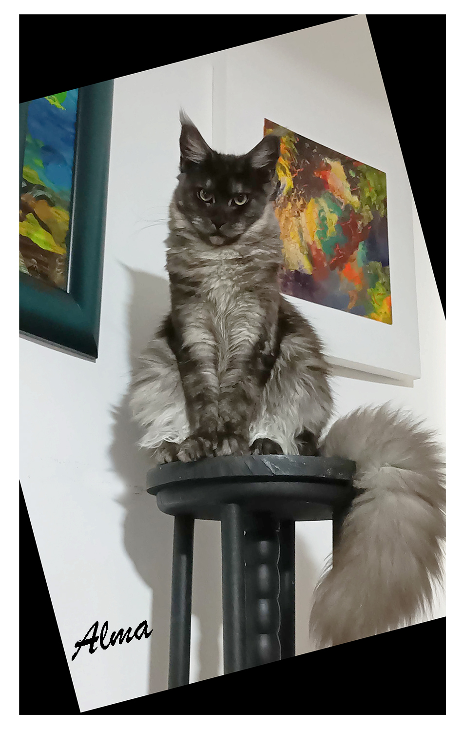 K-ALMA VON RAMMYHAUS