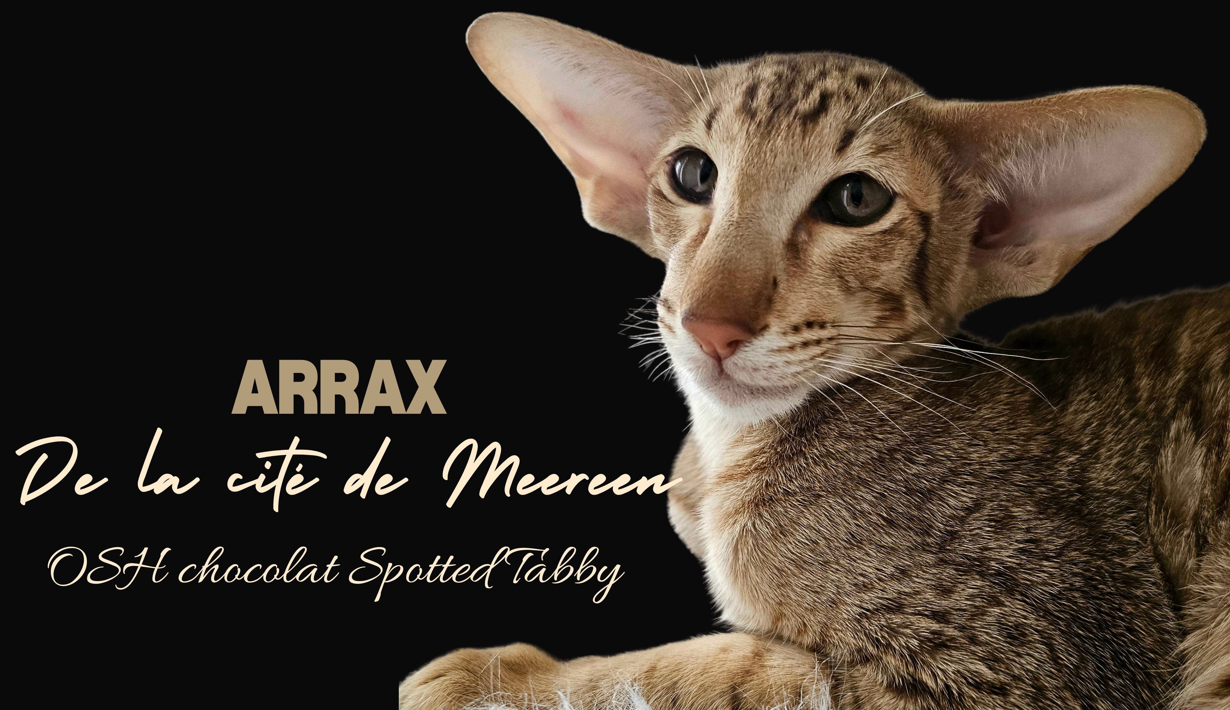 Arrax de la cité de Meereen