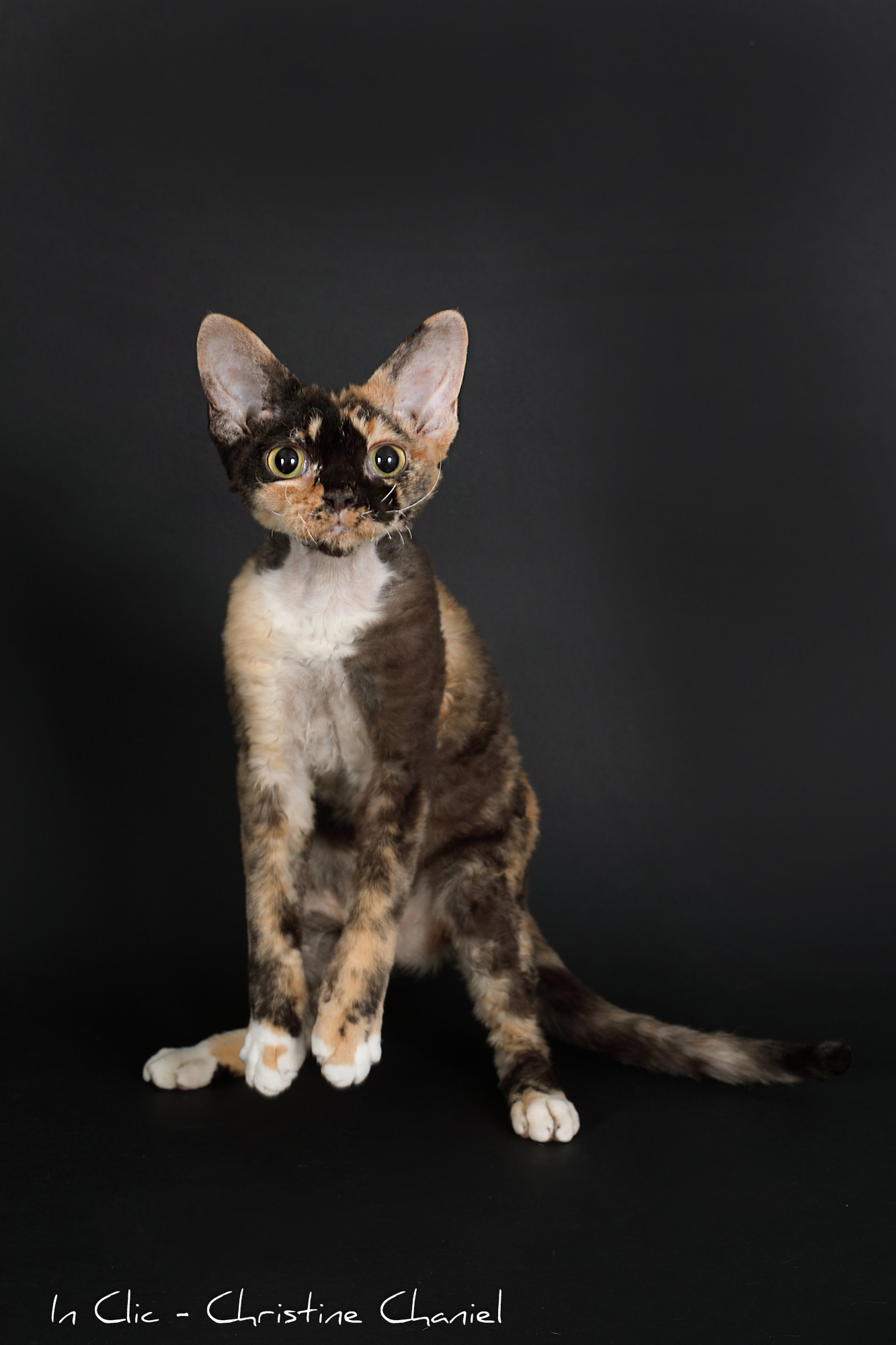 Vénus von Prärie Deluxe