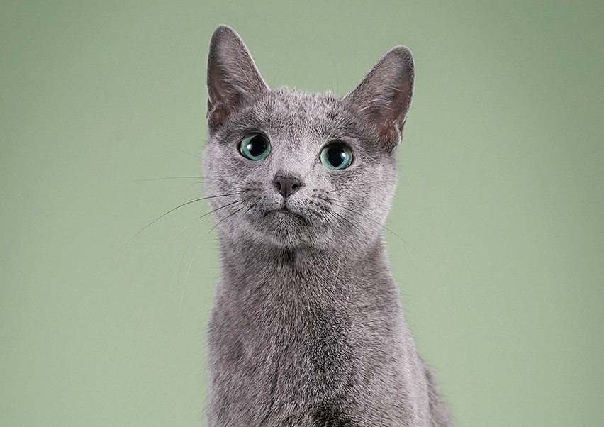 CH. ARCTICA OF ZYDROJI FEJA*LT