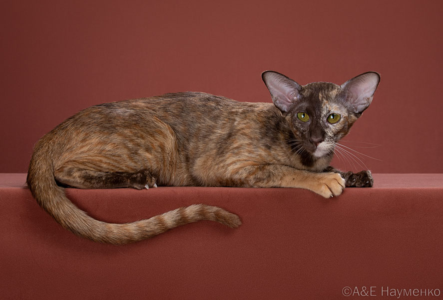 Golden Orion Atlantida