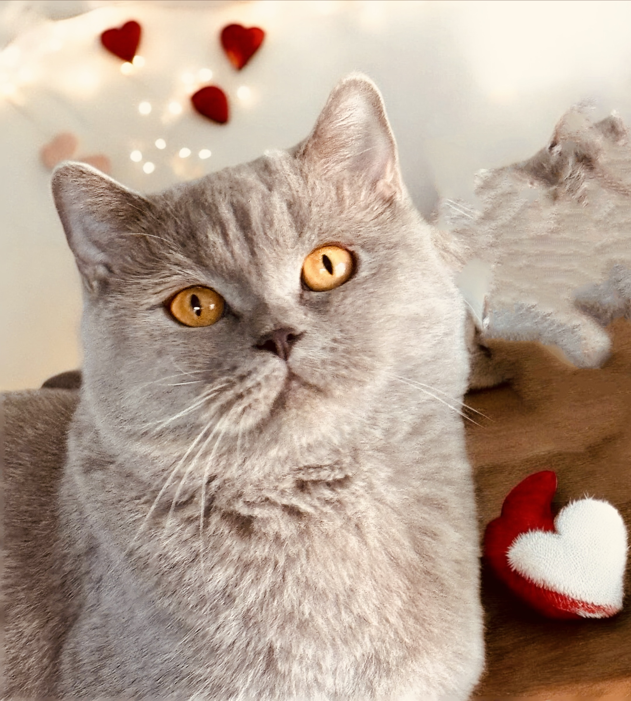 ICH. Felice Viva L’Amore