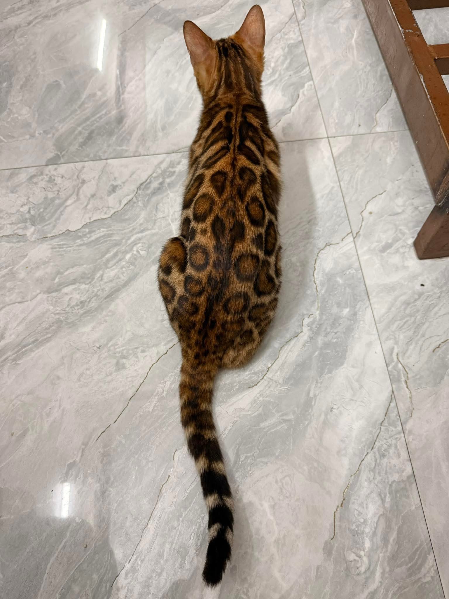 CH. LEGEND TEMPLE B-ROSE