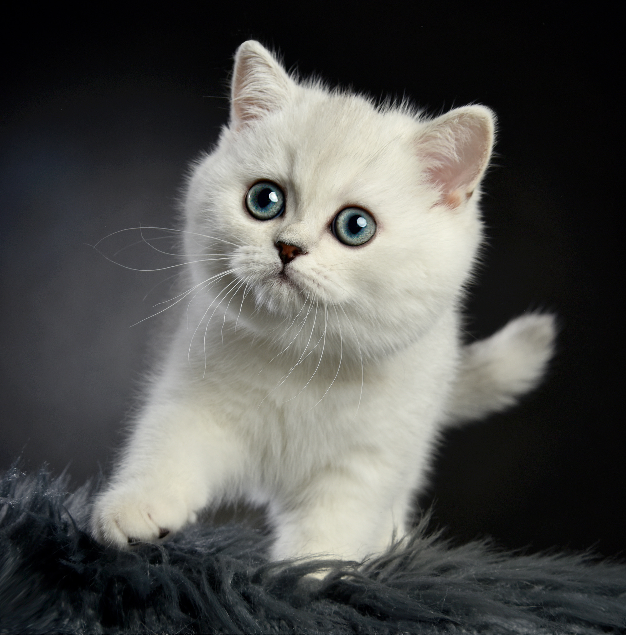 Captain Shadow von Bibraho