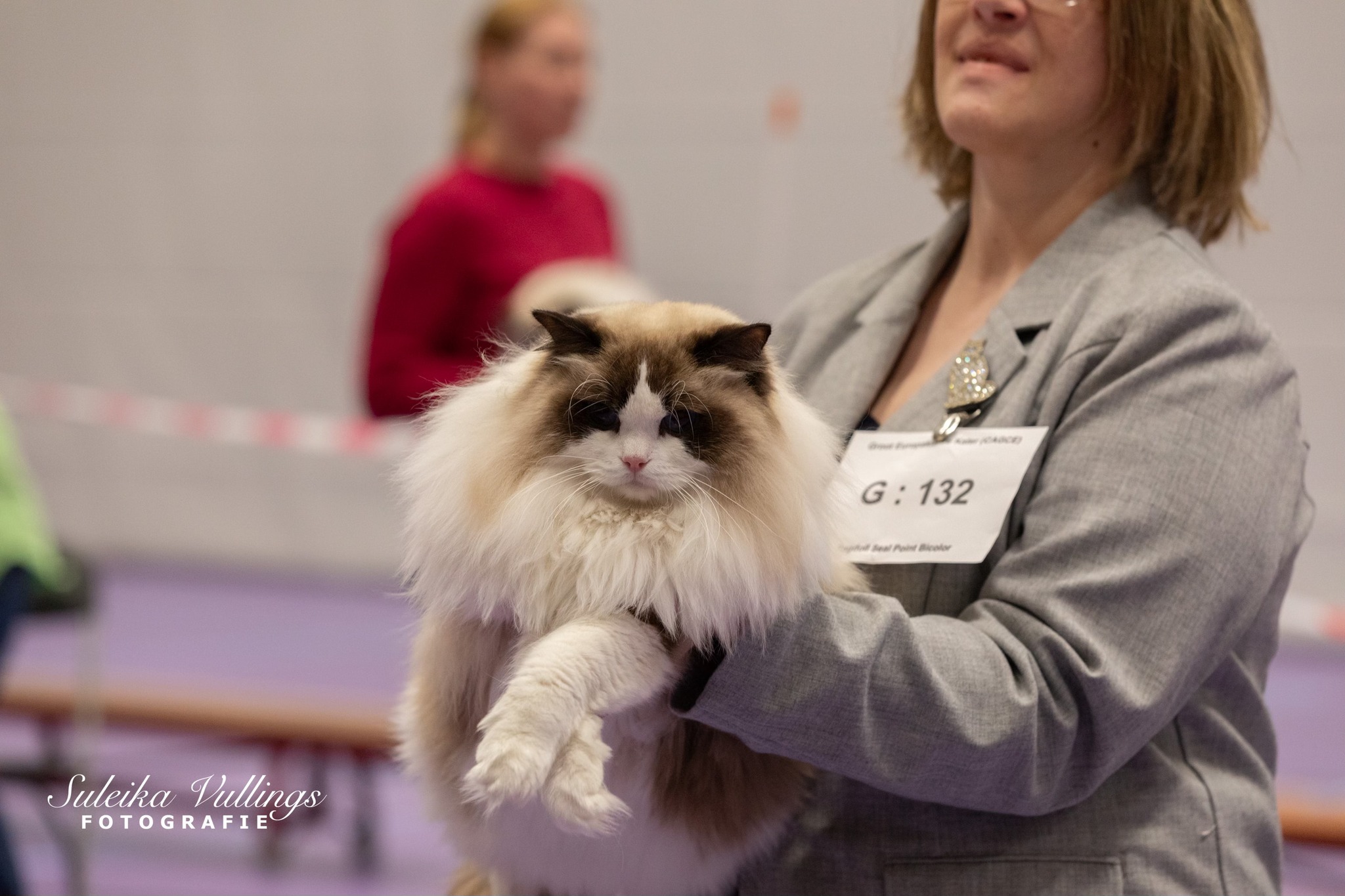 Master, GECH. Saardolls Chocolate Colorado