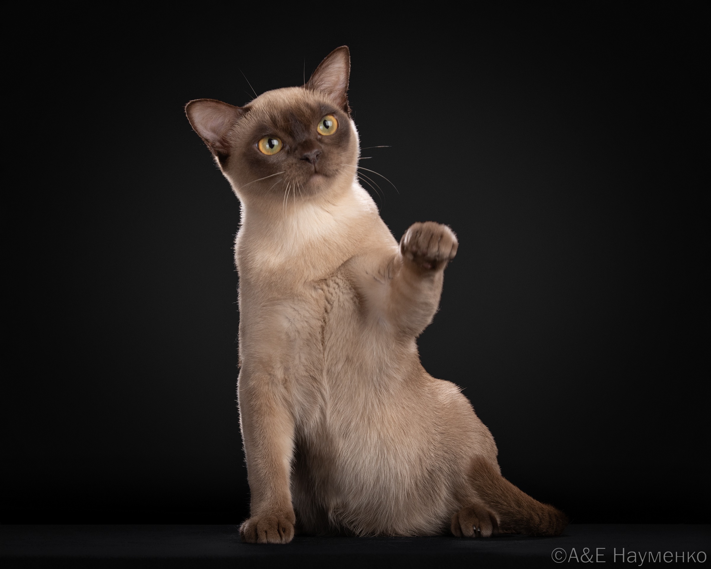 JCH. Luna Abramtsevo*RU