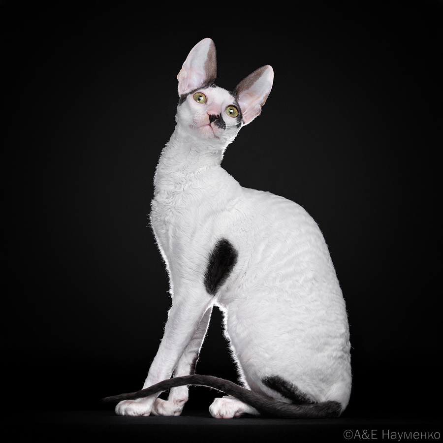 Double Master, JCH. Shabbymur Charlie Chaplin