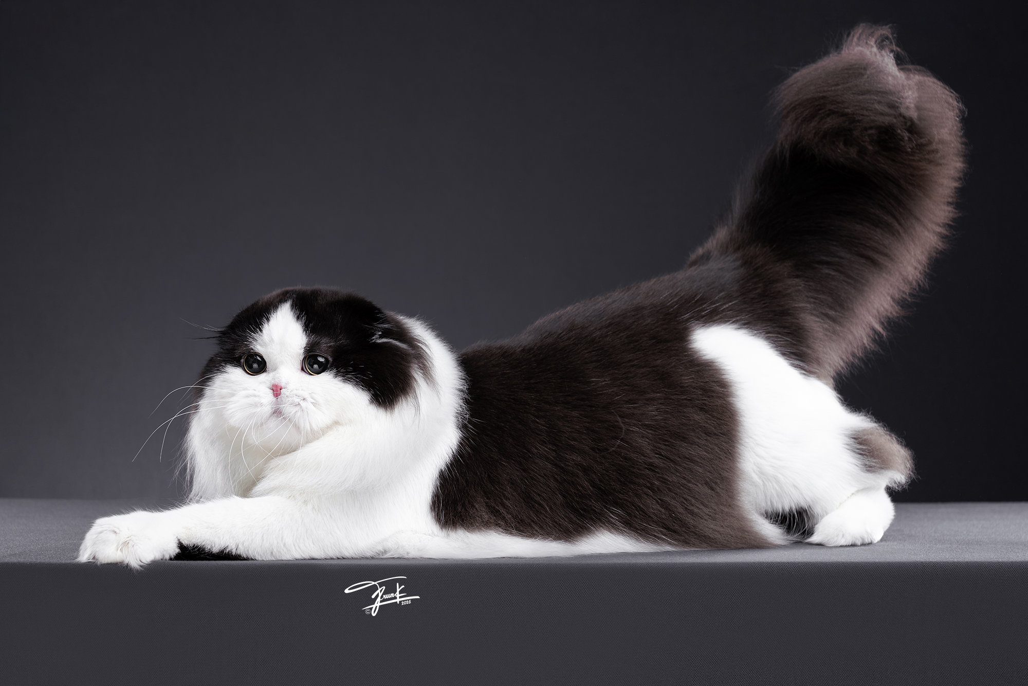 GCCH. Pocchari's God of the beauty