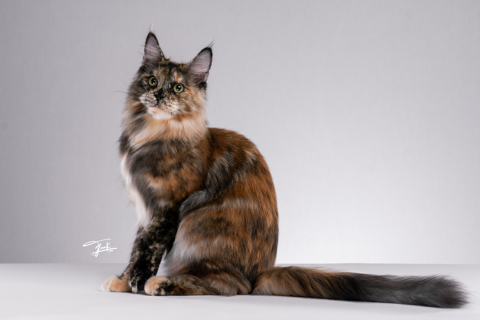 ICH. Chloe of Meirlynne