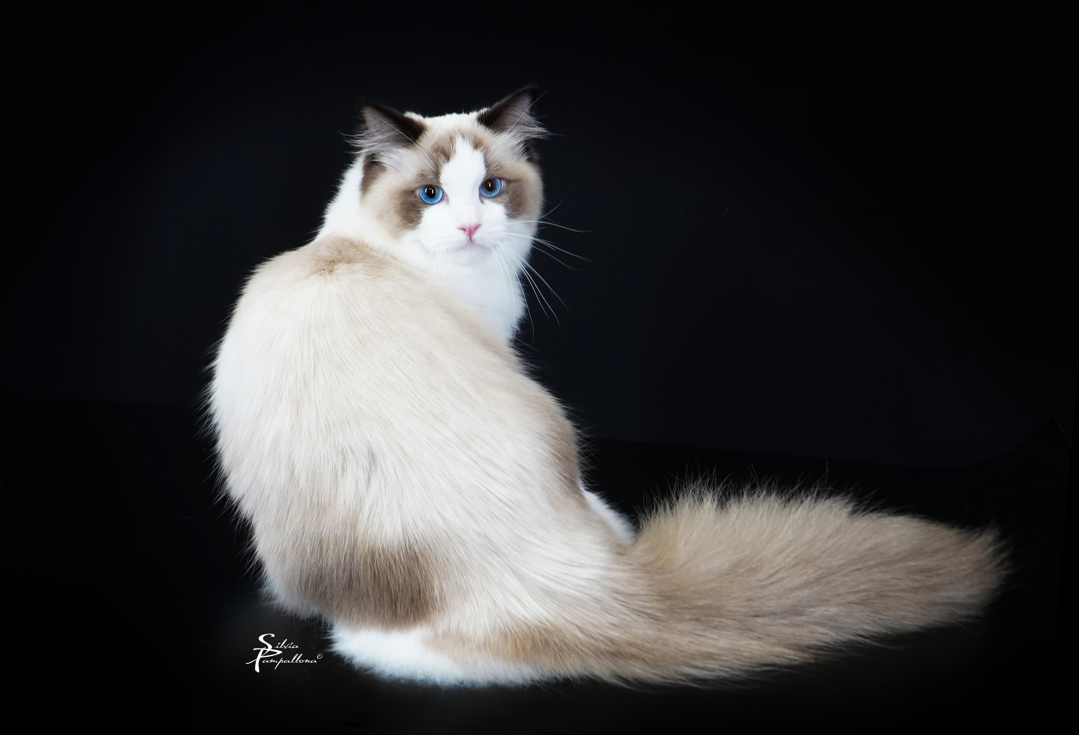 Daenerys de Olloqui-Neko