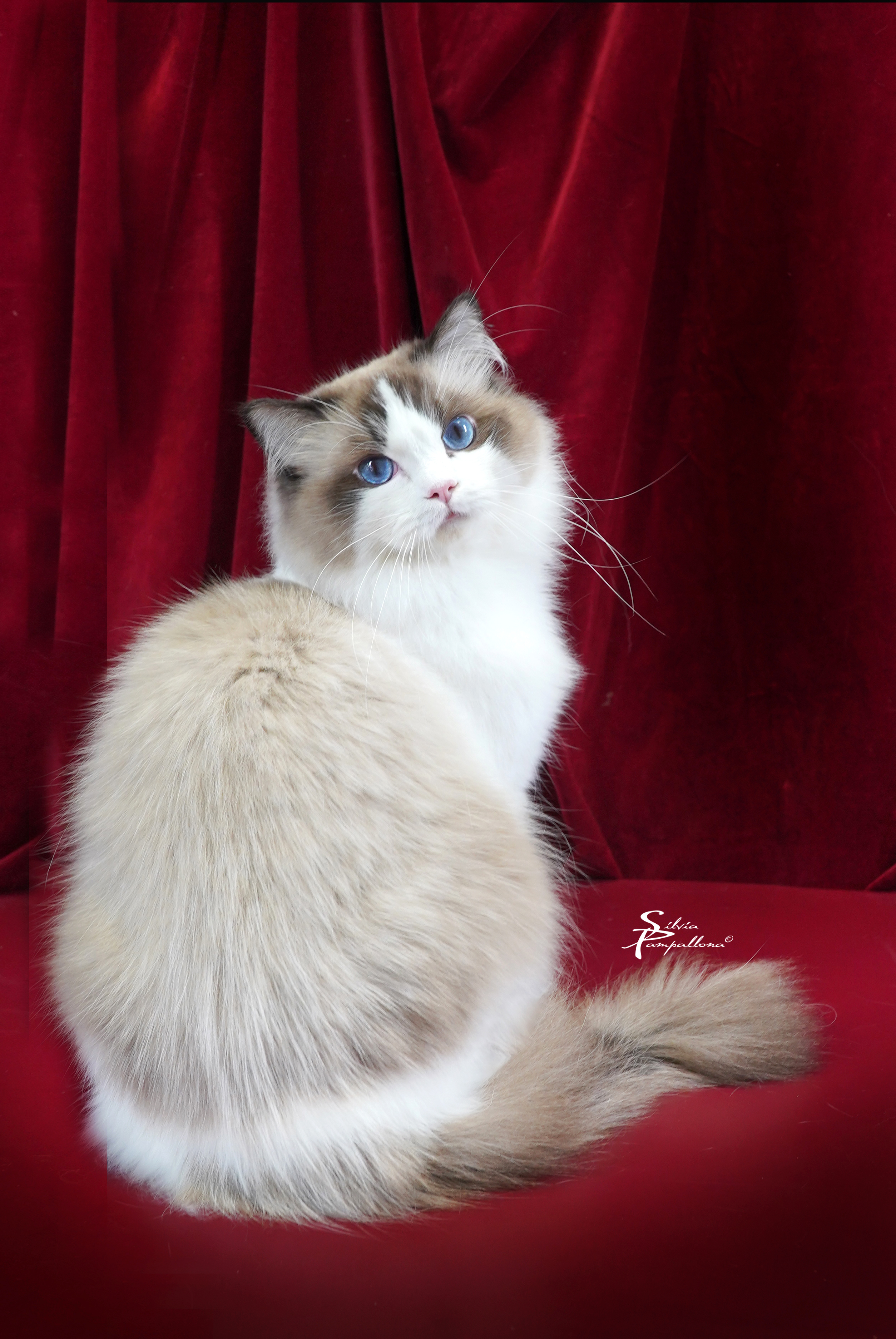 ECH. JArtù Dolls de L'Oberge