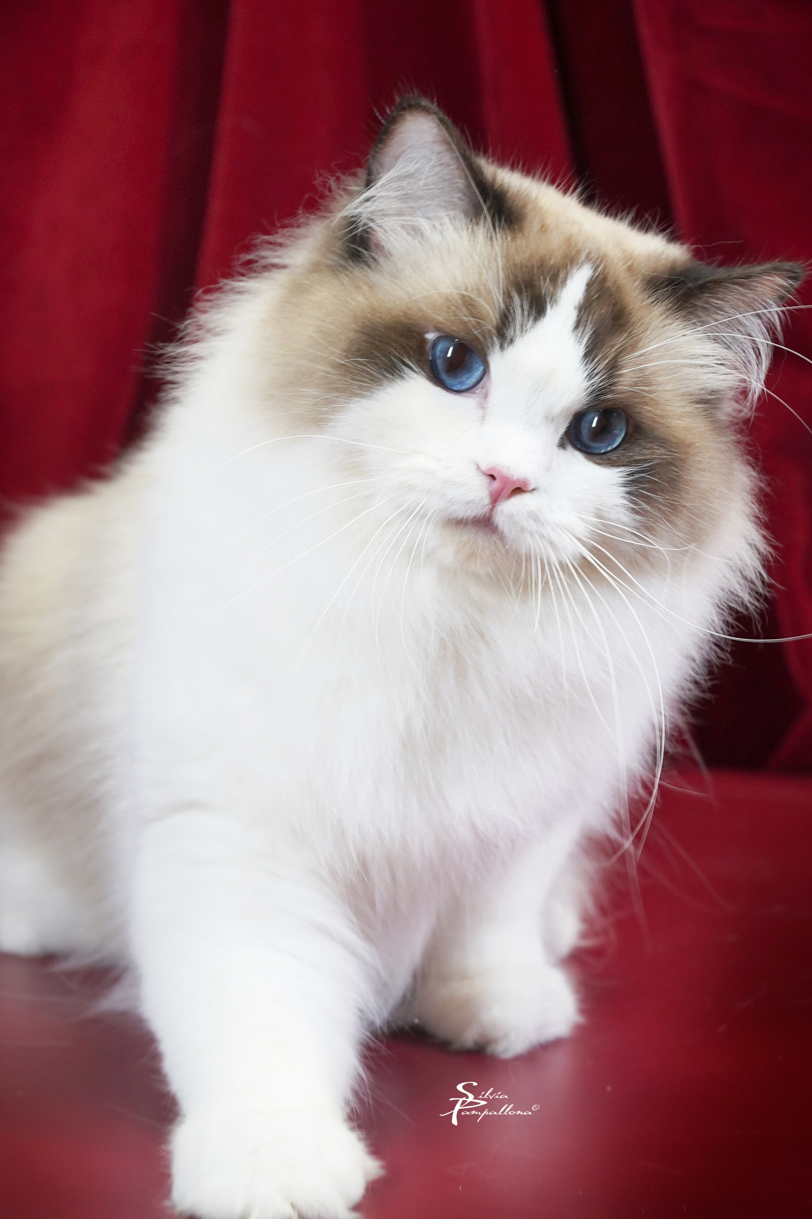 JArtù Dolls de L'Oberge