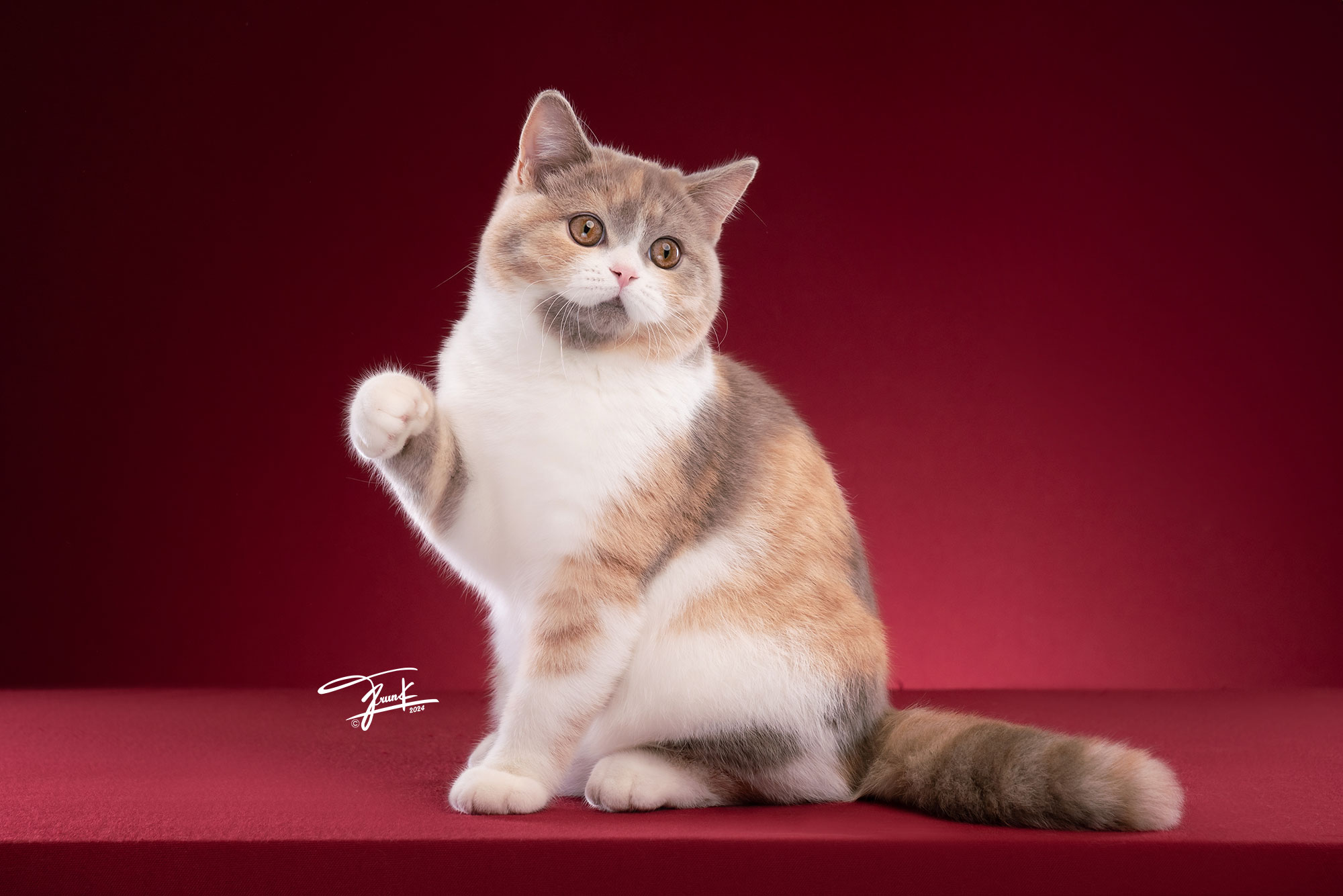 Purry Pie's Inlove of Feel Good