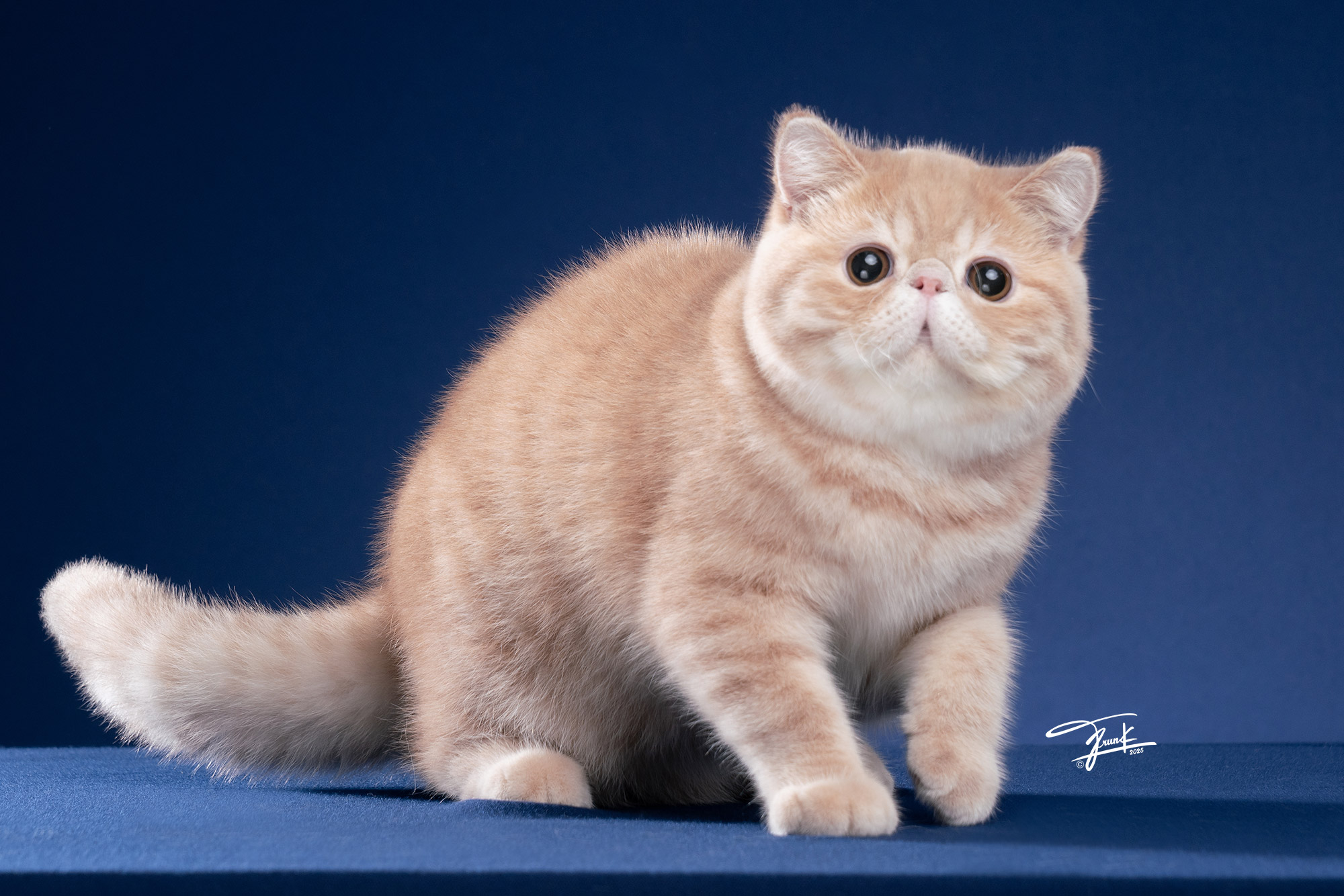 VEE D-MASTER BELINDO