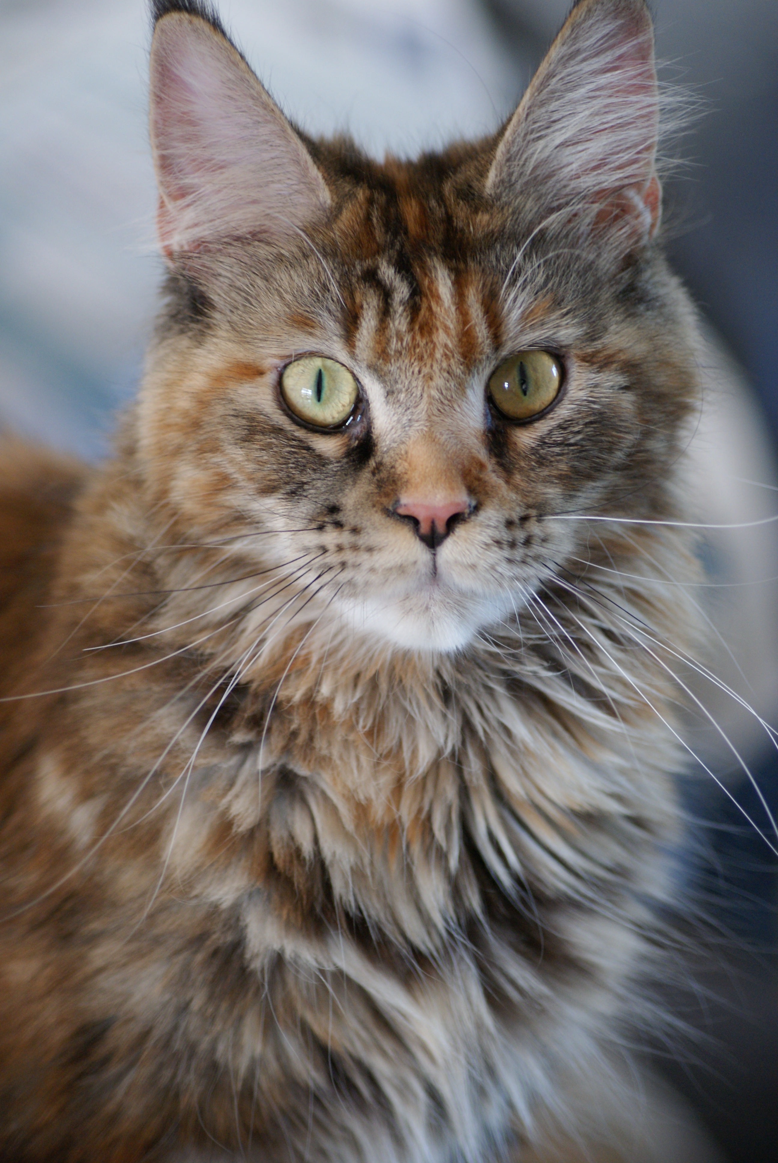 Yuna du Royaume de Roxane