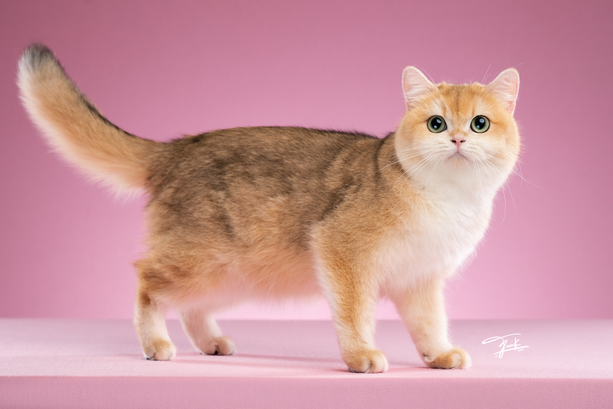 Honey Blossom Chupachup's Beauxbatons