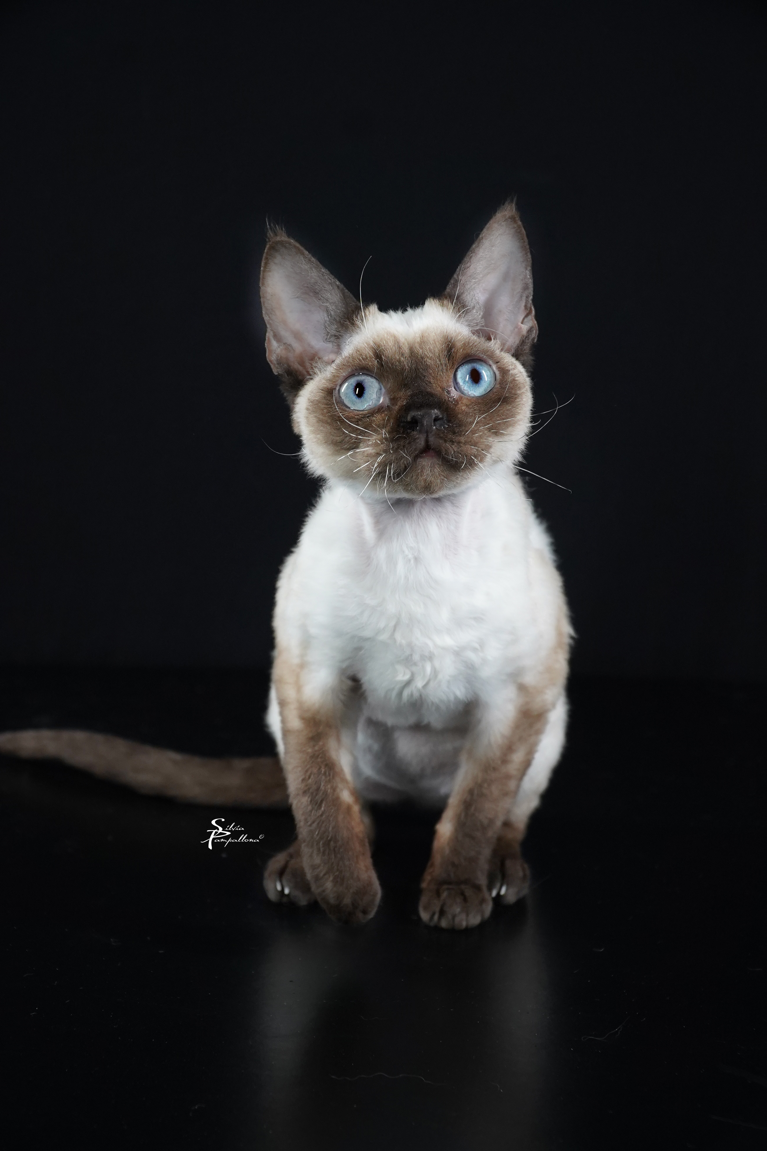 Lancelot Blue Devon *PL