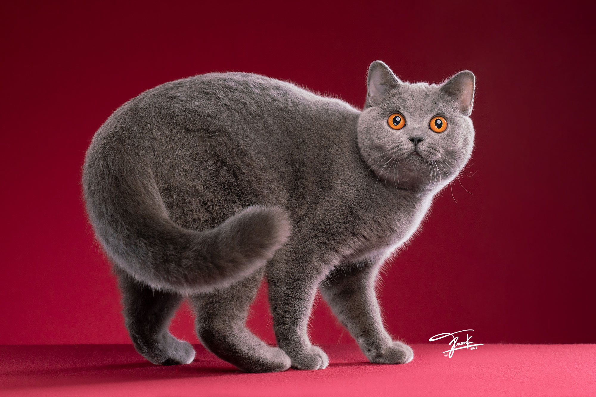 KCH. Gorgeous Tail Mira