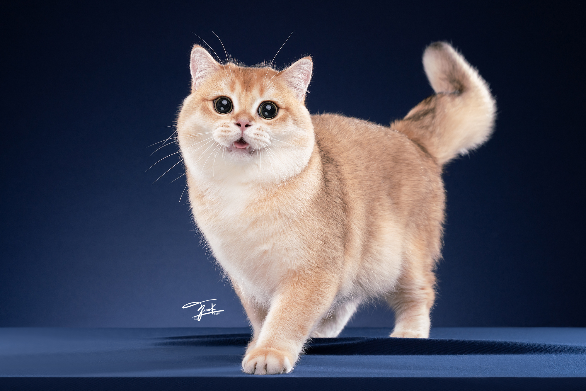 Easter egg erwin paws mania