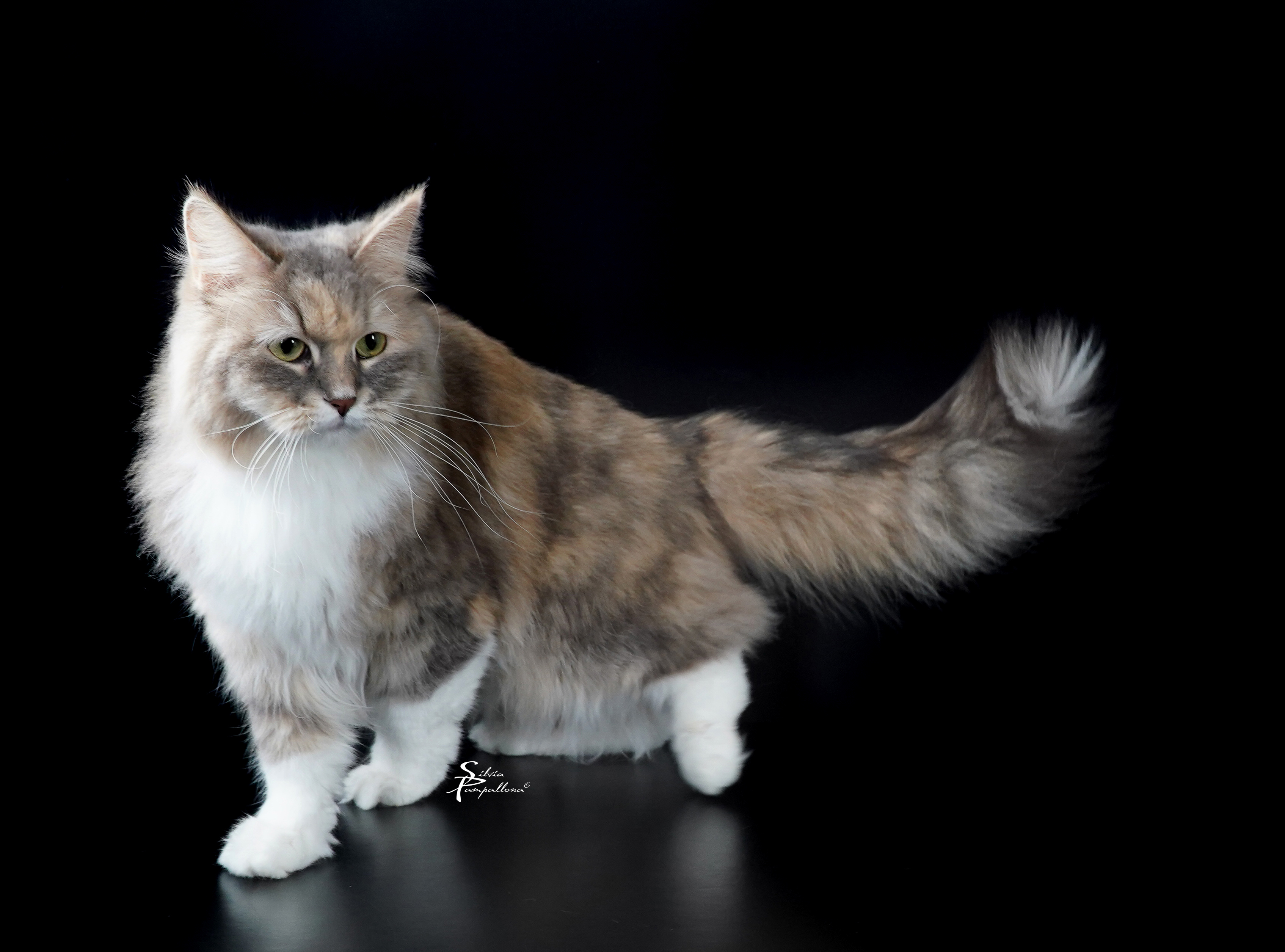 CH. Zoey Geraldovna Shiny Siberian