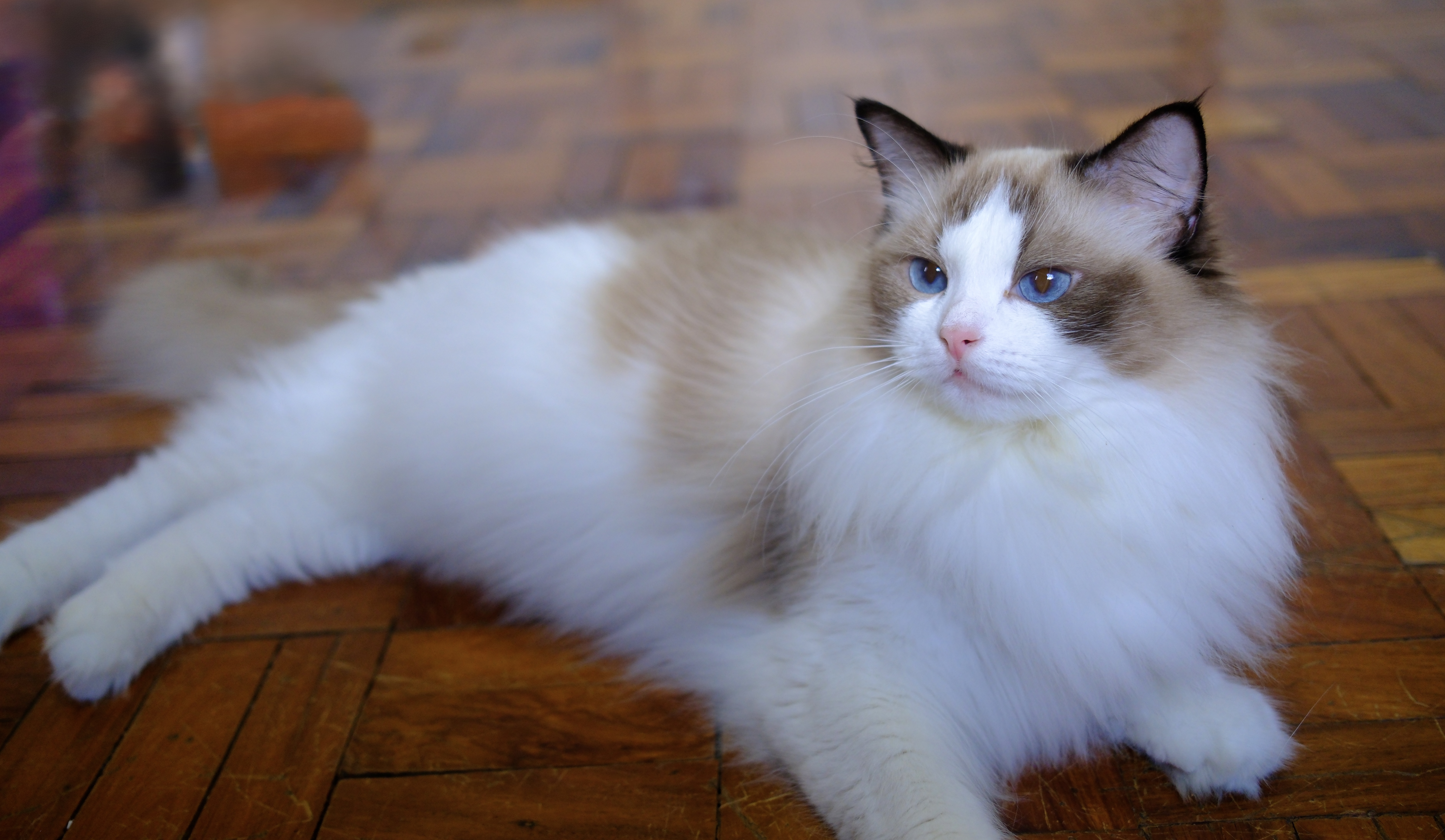 ICH. Amara of Makisig Gemstones