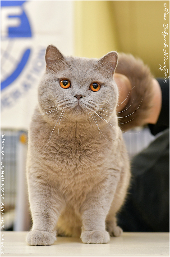 Beshamel' Enigmatic Smile