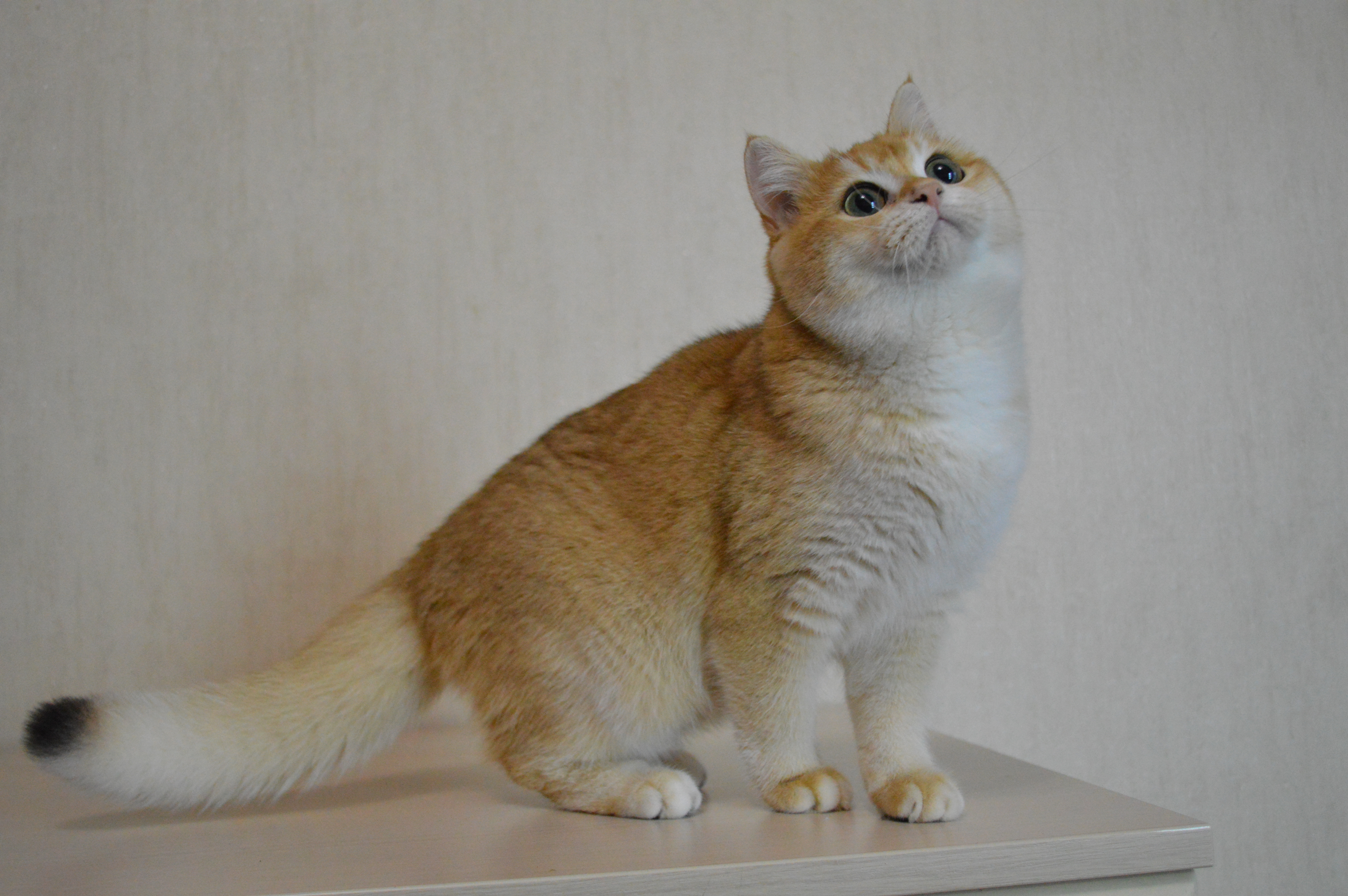 FORTUNA CHATEAU D'OR