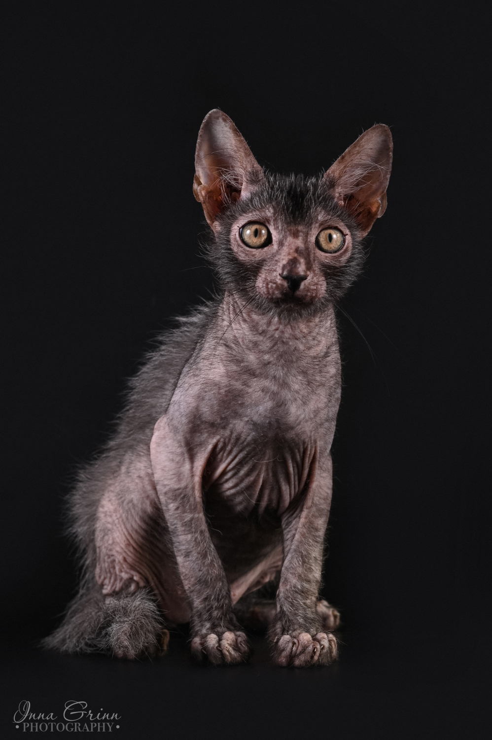 JCH. Cezar Lion Towerkuns