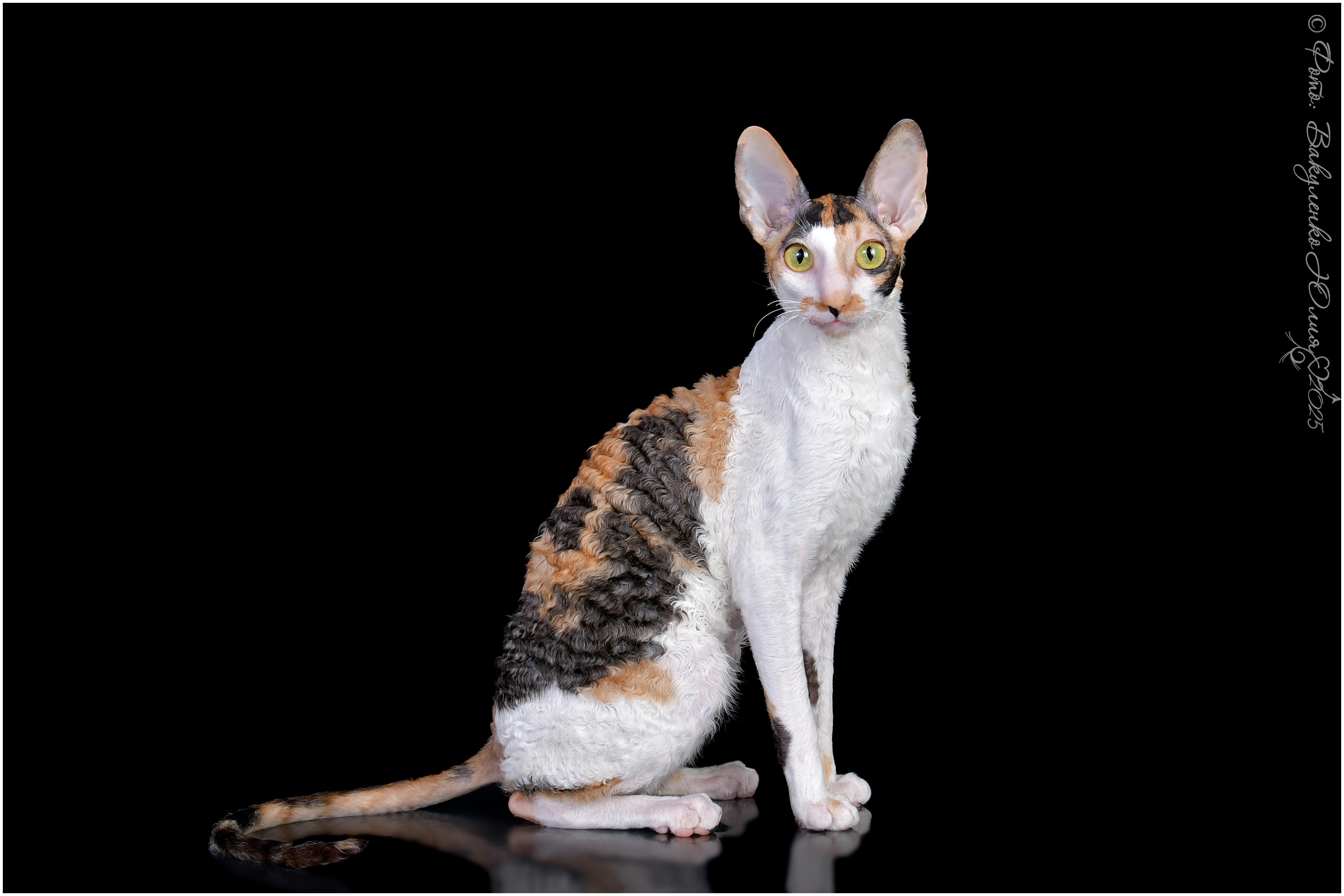 SOLREX X Chess Queen