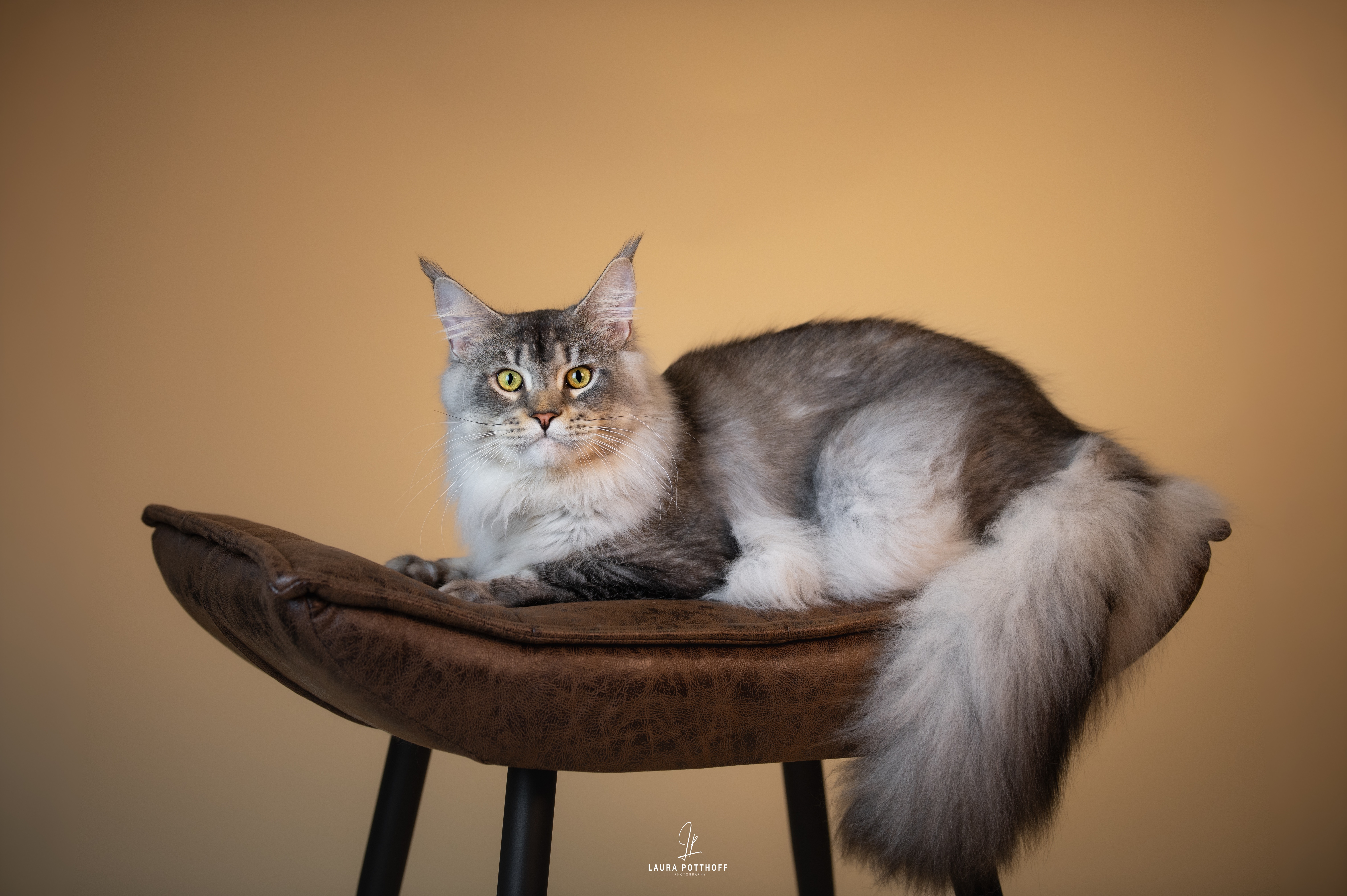 CH. Excalibur Siriuslight