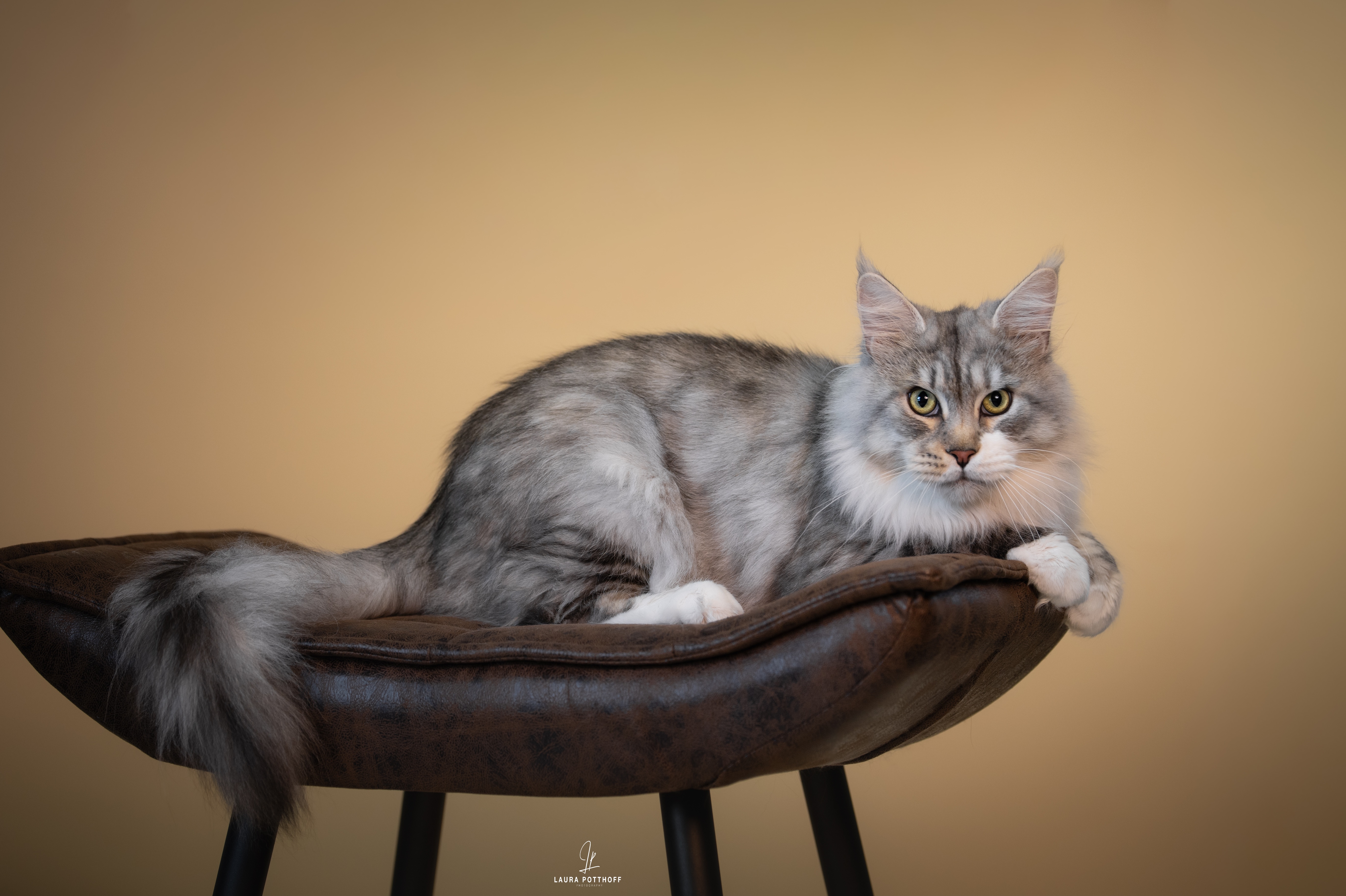 GECH. Mainelynx Winchester