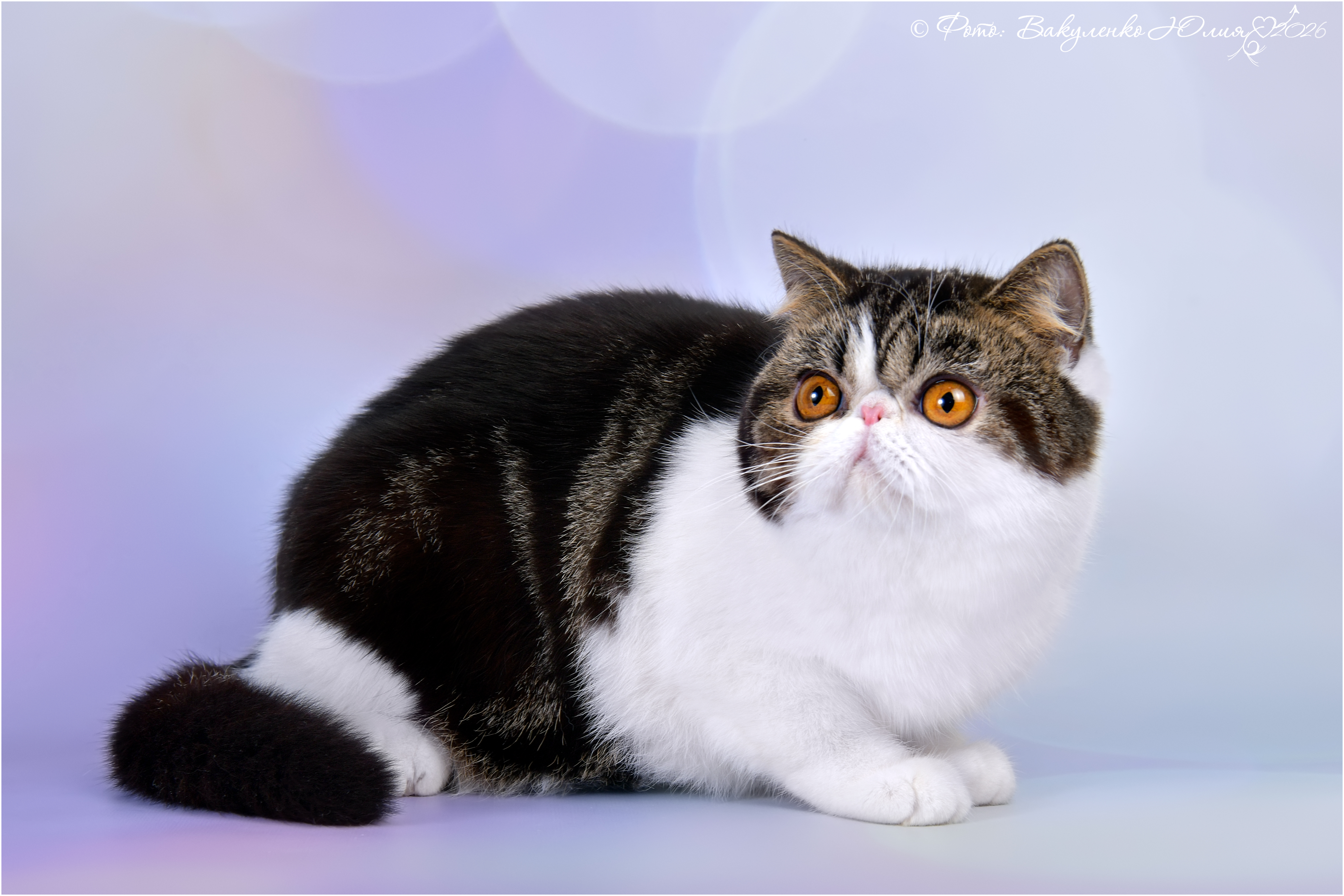 CH. Dzanatal Agatha Fairy