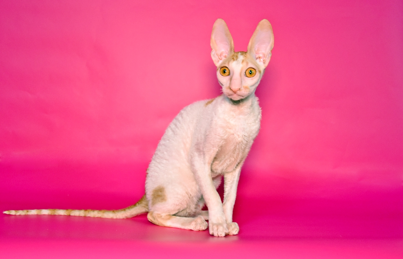 Bianca of Genteel House