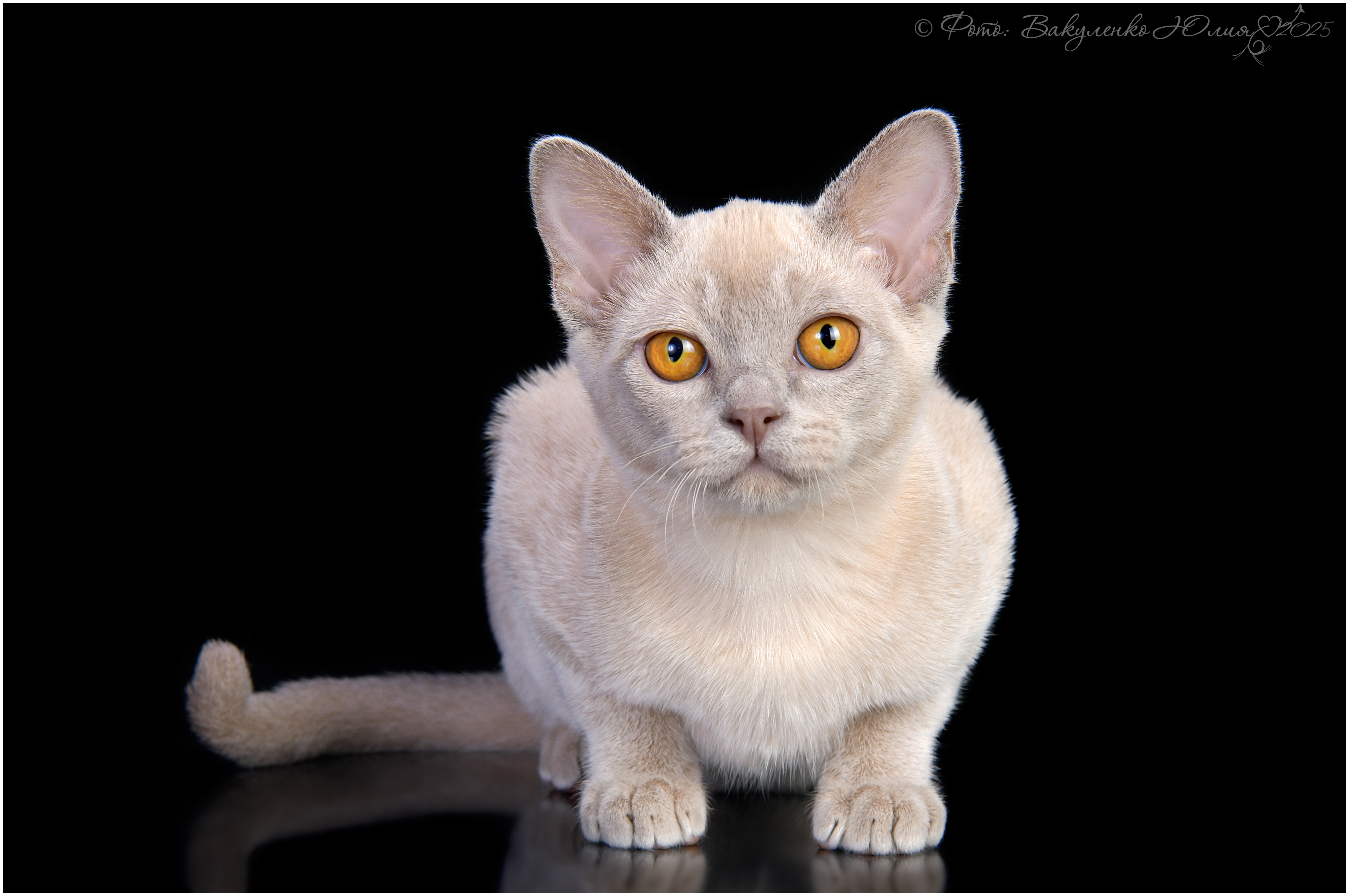 JCH. Silkstone*LIP*RU Kleopatra