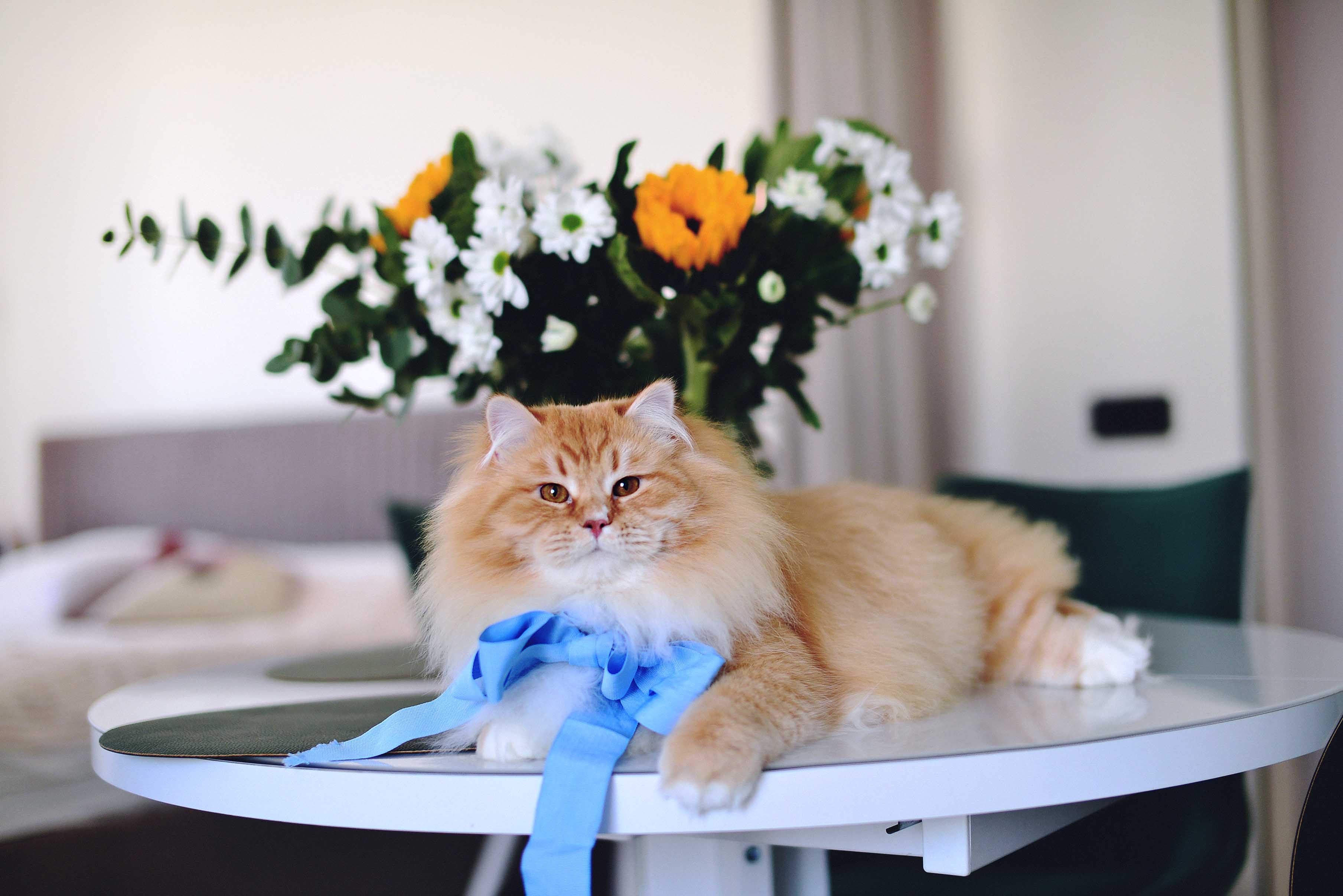 Utash Top*Matryoshka