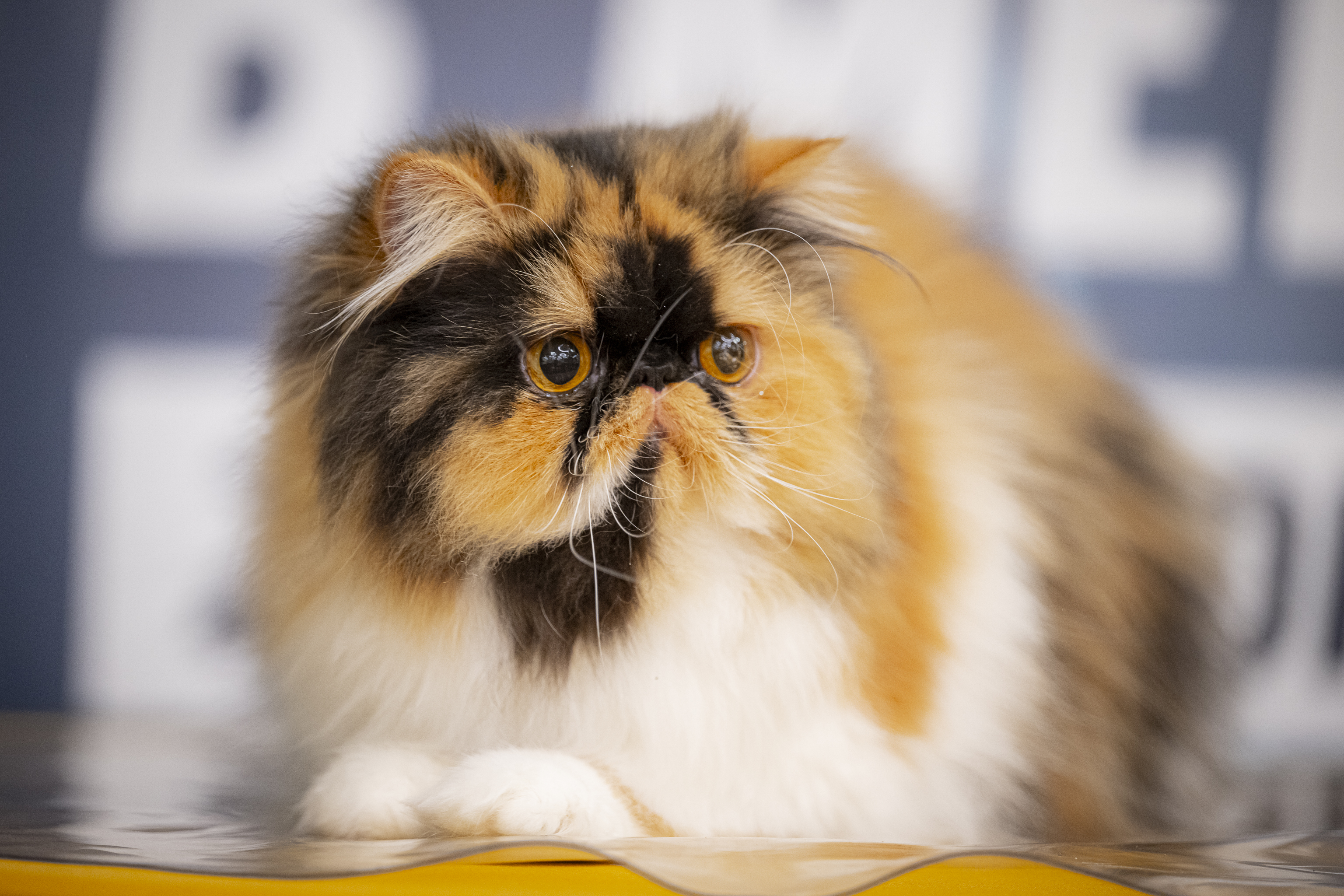 BG*Amber Glow Royal Cat Deluxe