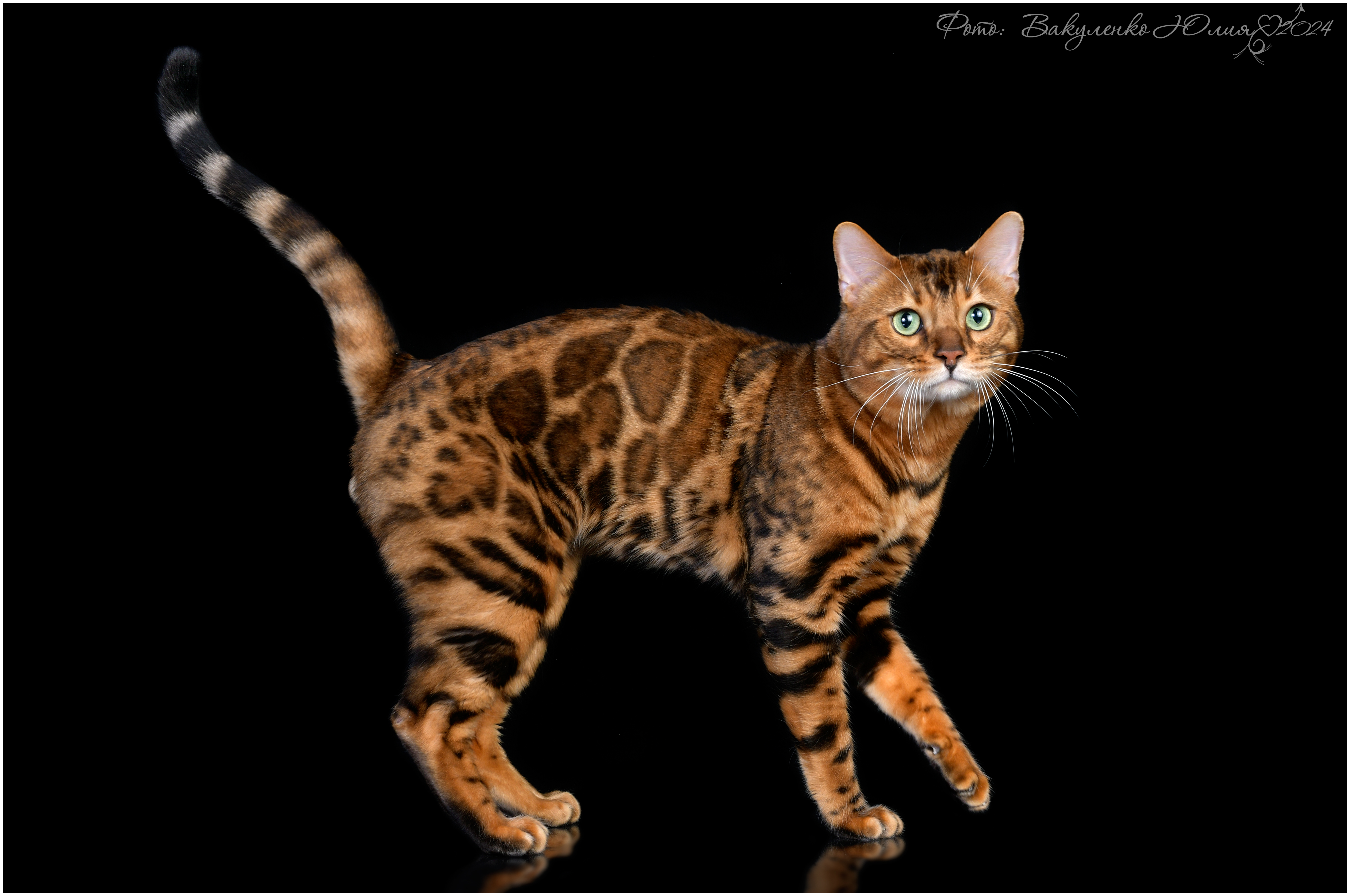 GICH. Zefir Imperatrica