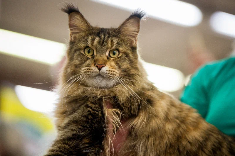 GICH. Ingrid IrinKuz