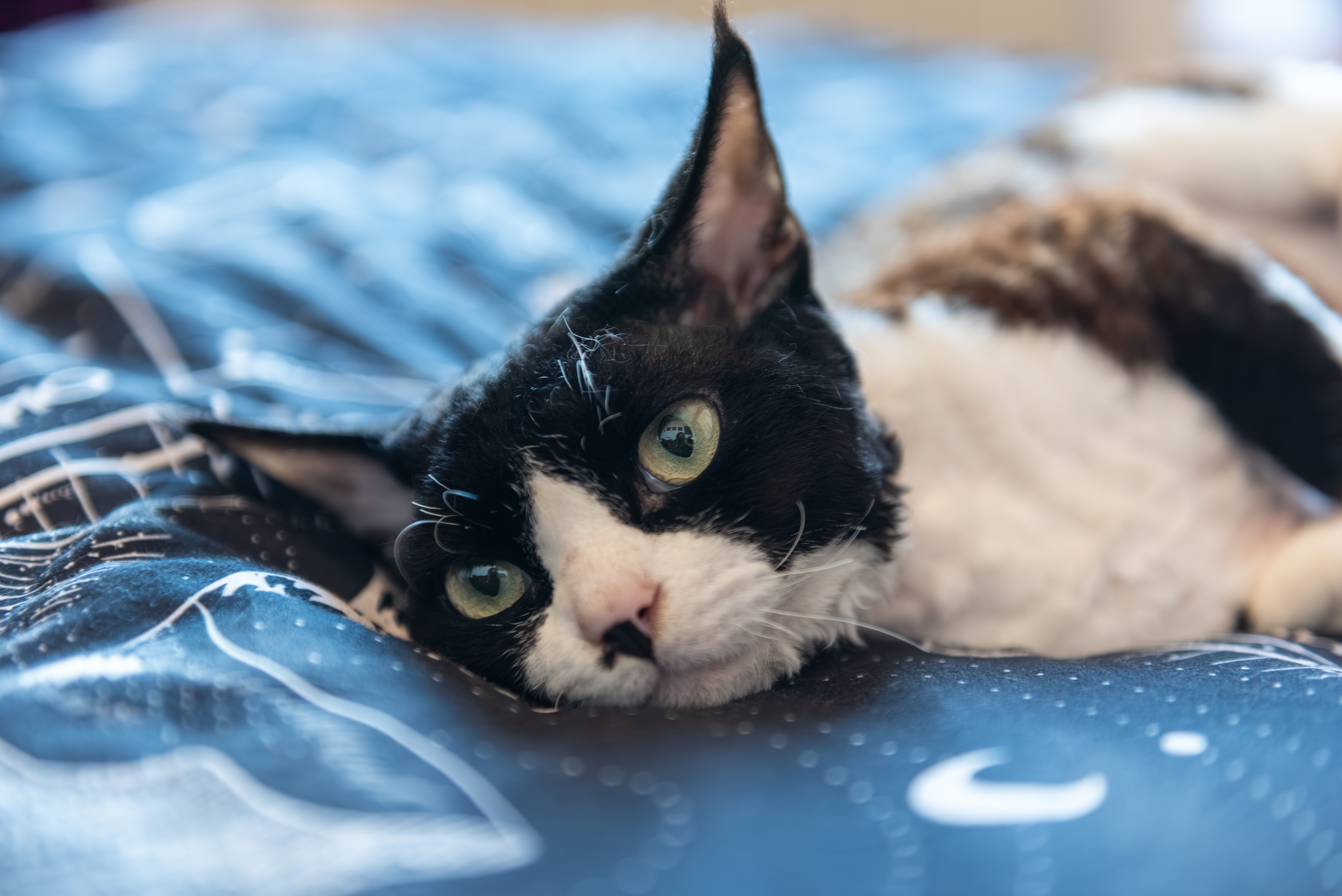 Galalex Brutus Brandy Imagine