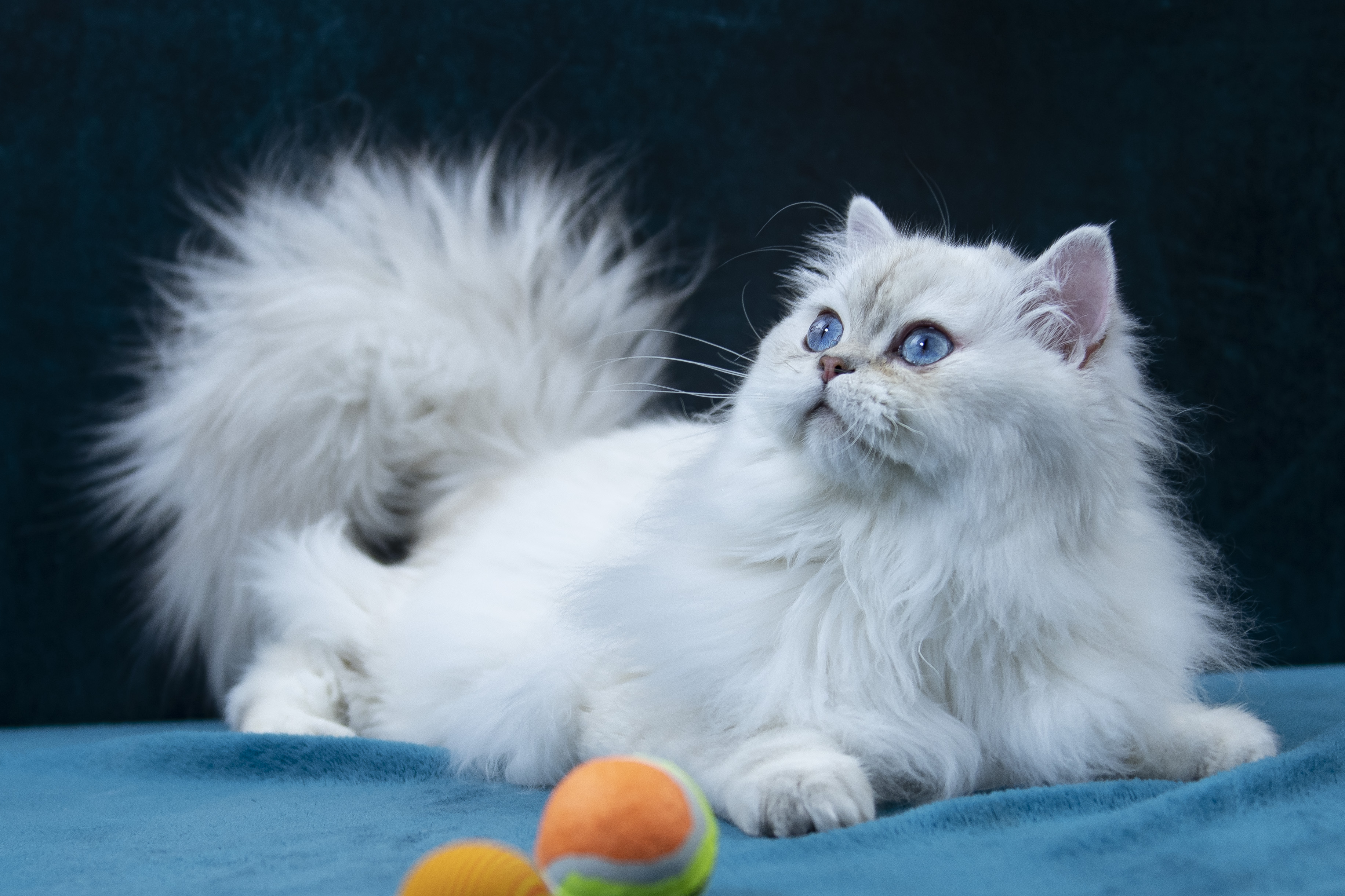 CH. Xialon Agnessa San