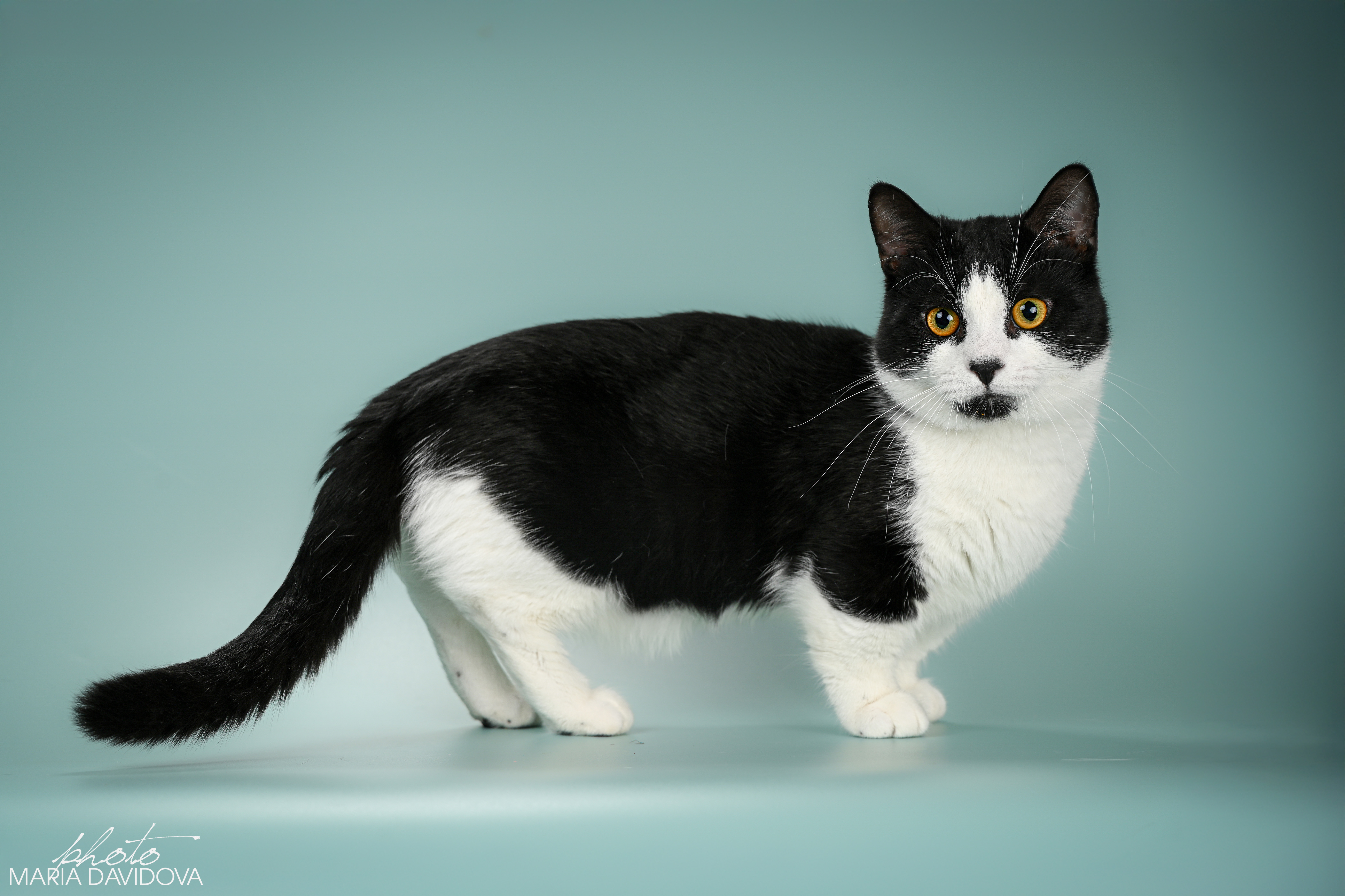 Davidoff's*UA Moriarty