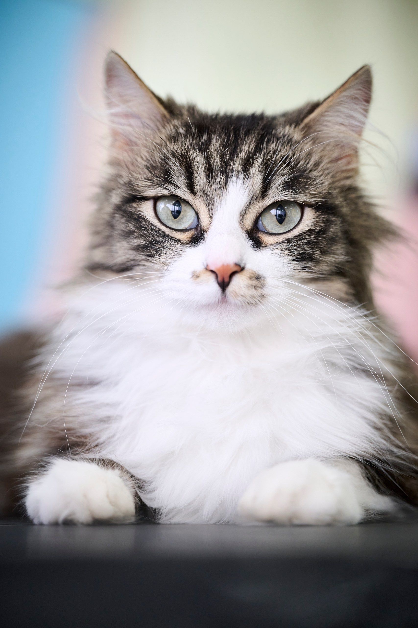 Pushka Enigmatic Smile