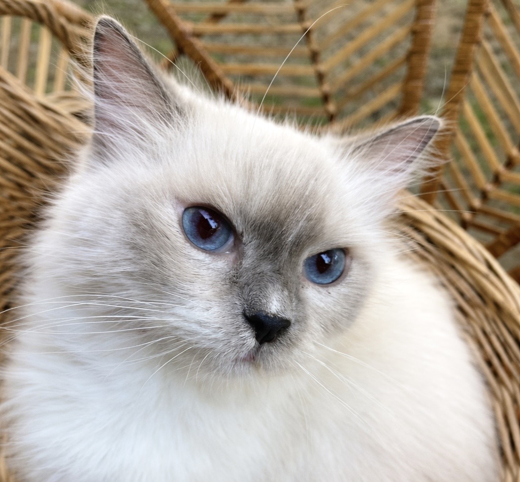 Athena of Myjie Studio